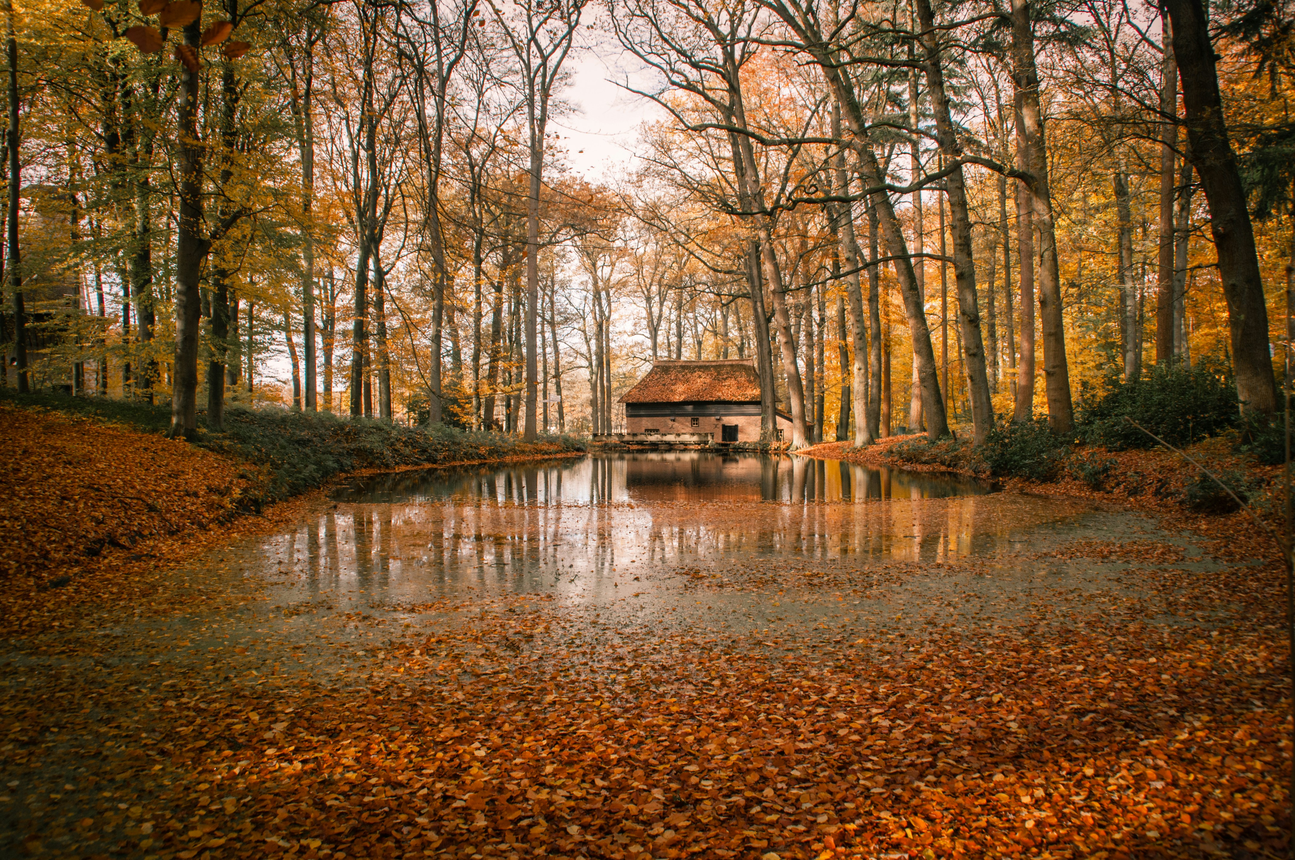 Autumn Forest Pond with Small Hut