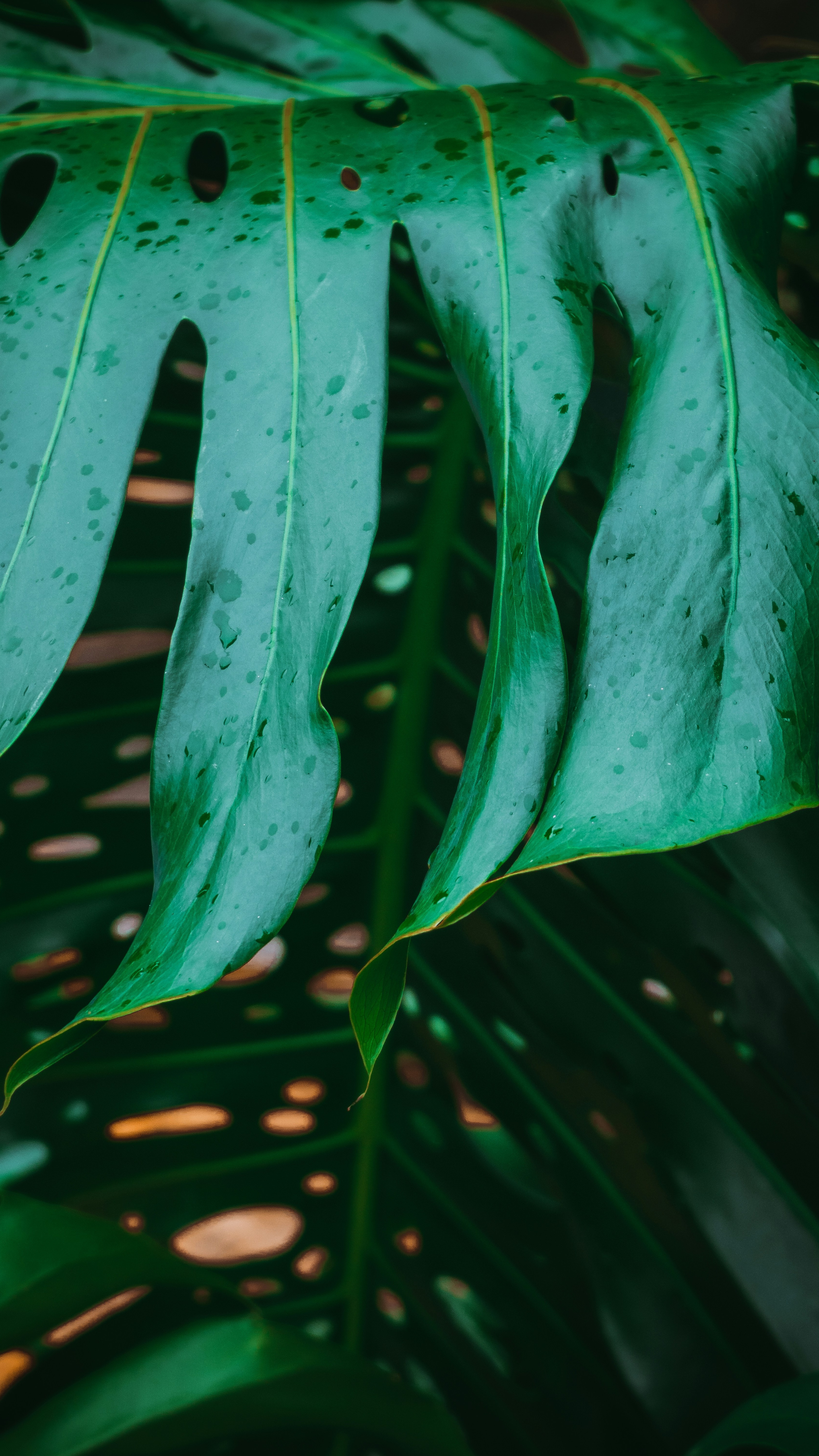 Wallpapers