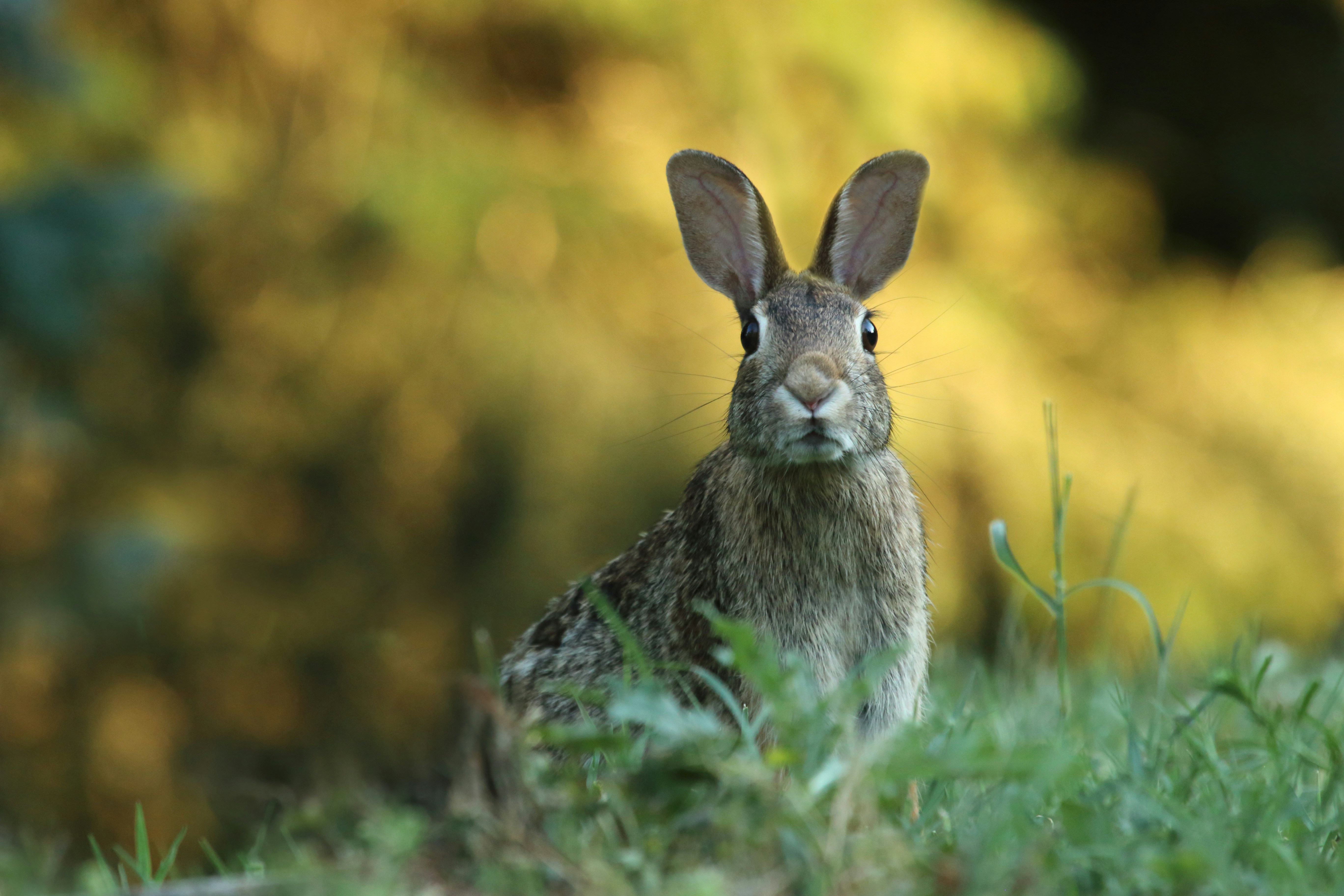 Wild Rabbit in Grassy Field