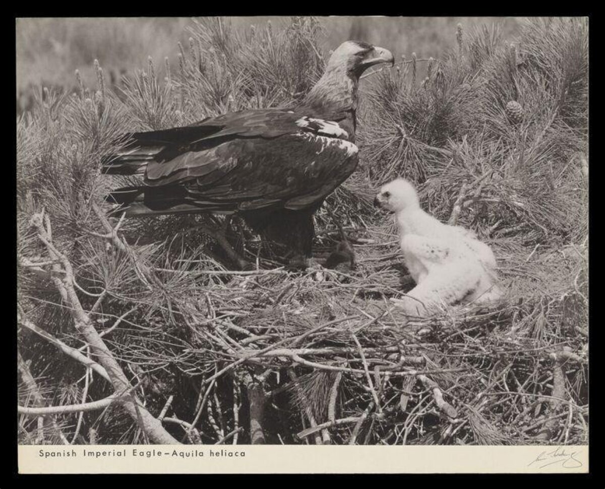 Spanish Imperial Eagle and Chick in Nest