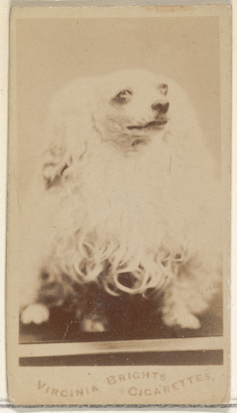 Portrait of a Poodle on Antique Cigarette Card