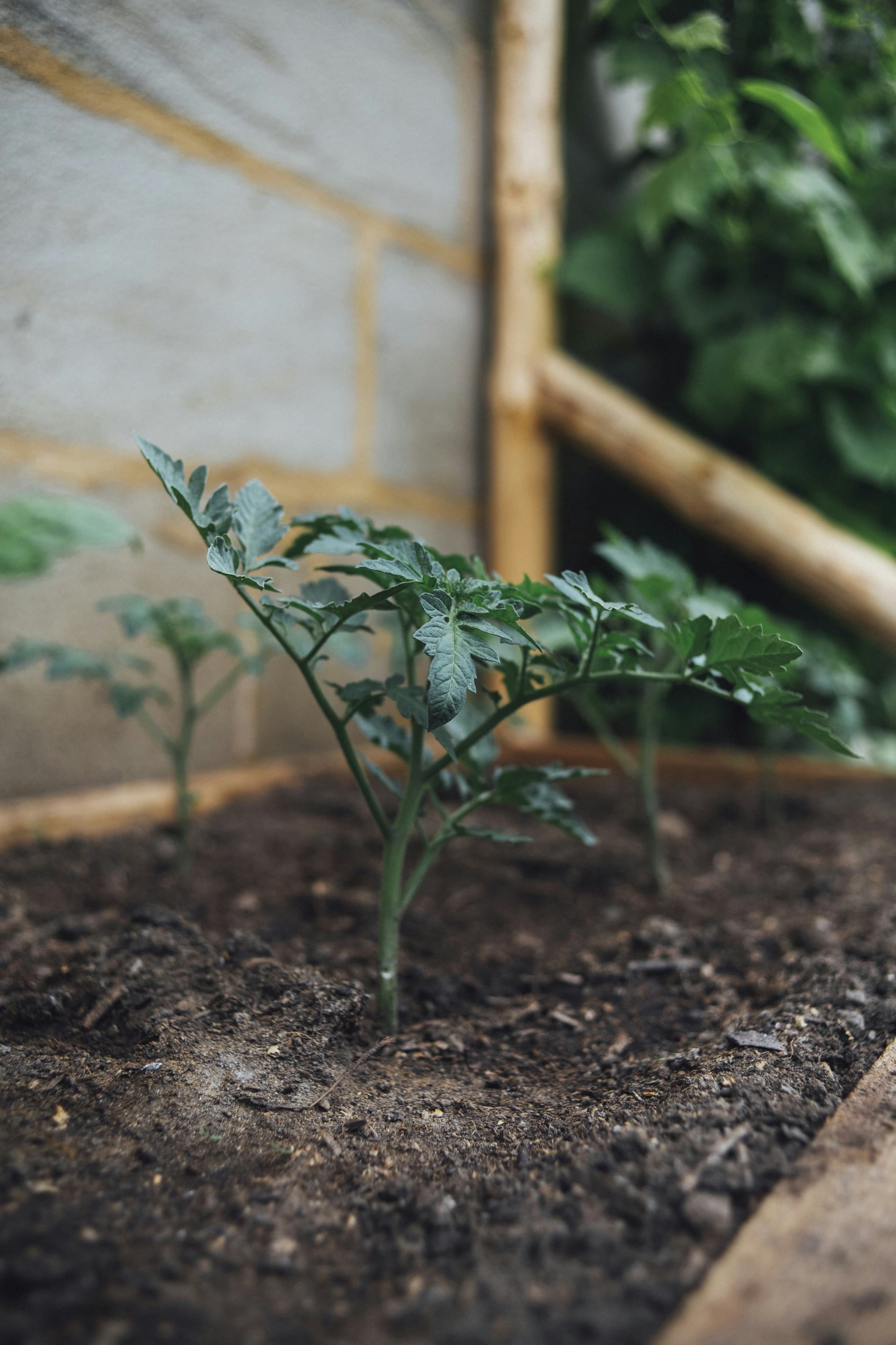 Tomato Seedlings in Raised Garden Bed