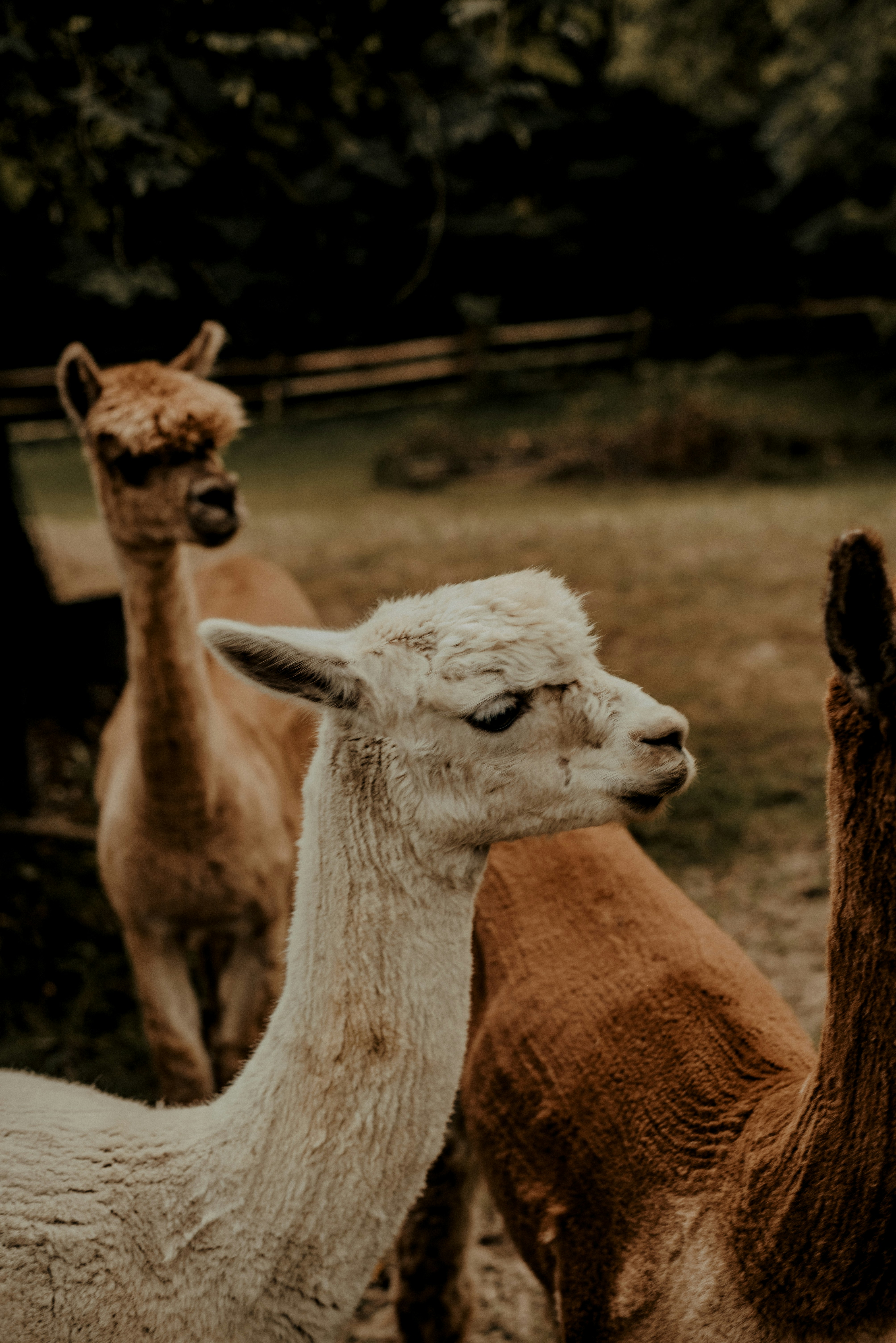 Three Alpacas in a Pasture