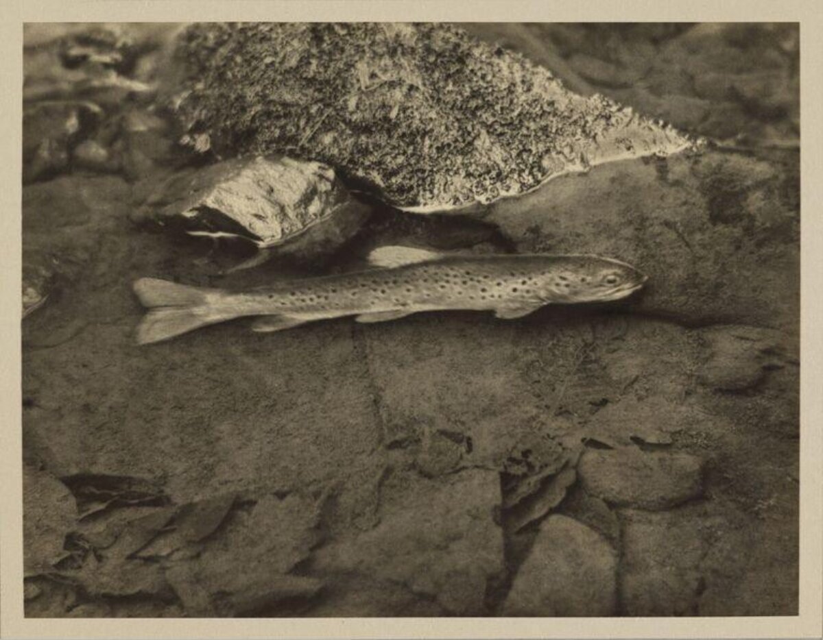 Brown Trout on Rocky River Bed