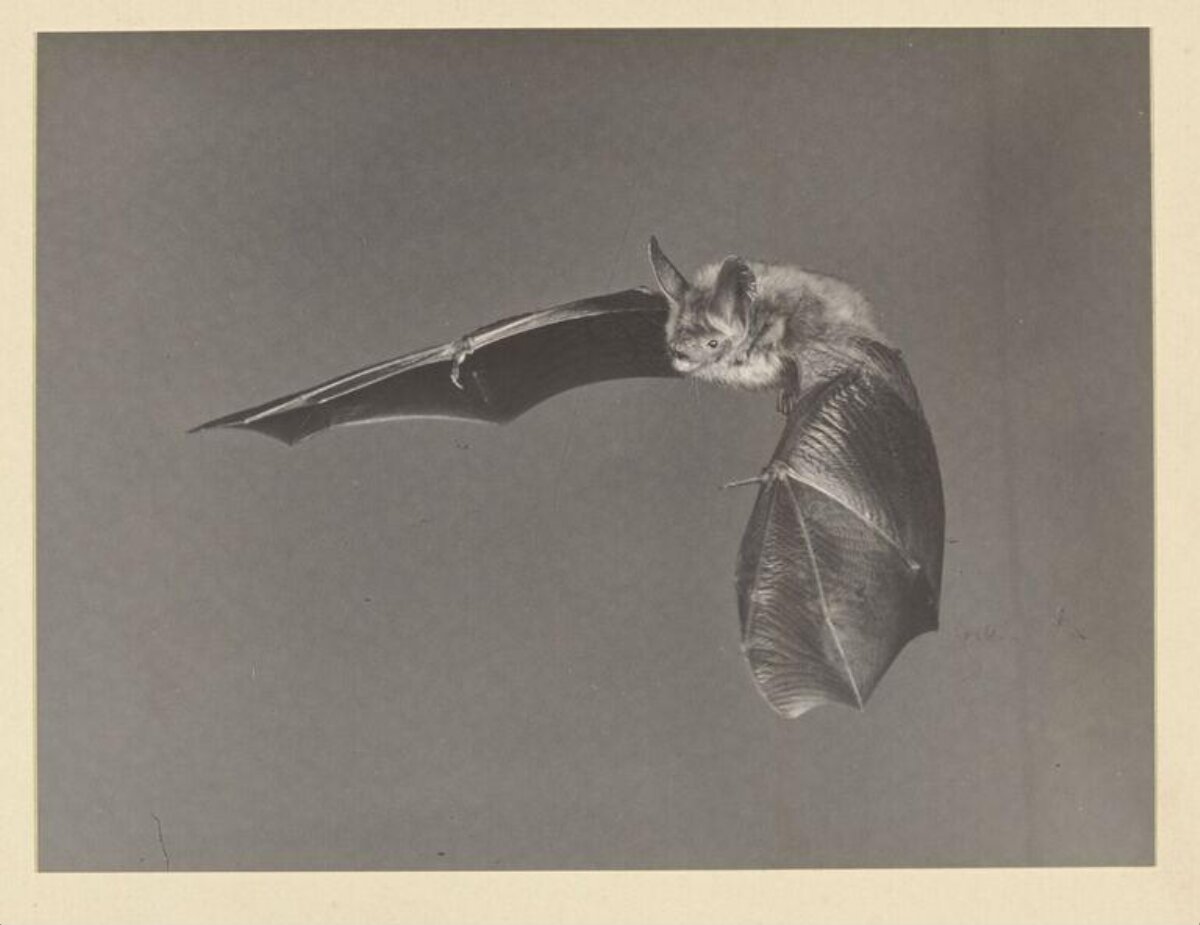 Vintage Black and White Bat Photograph