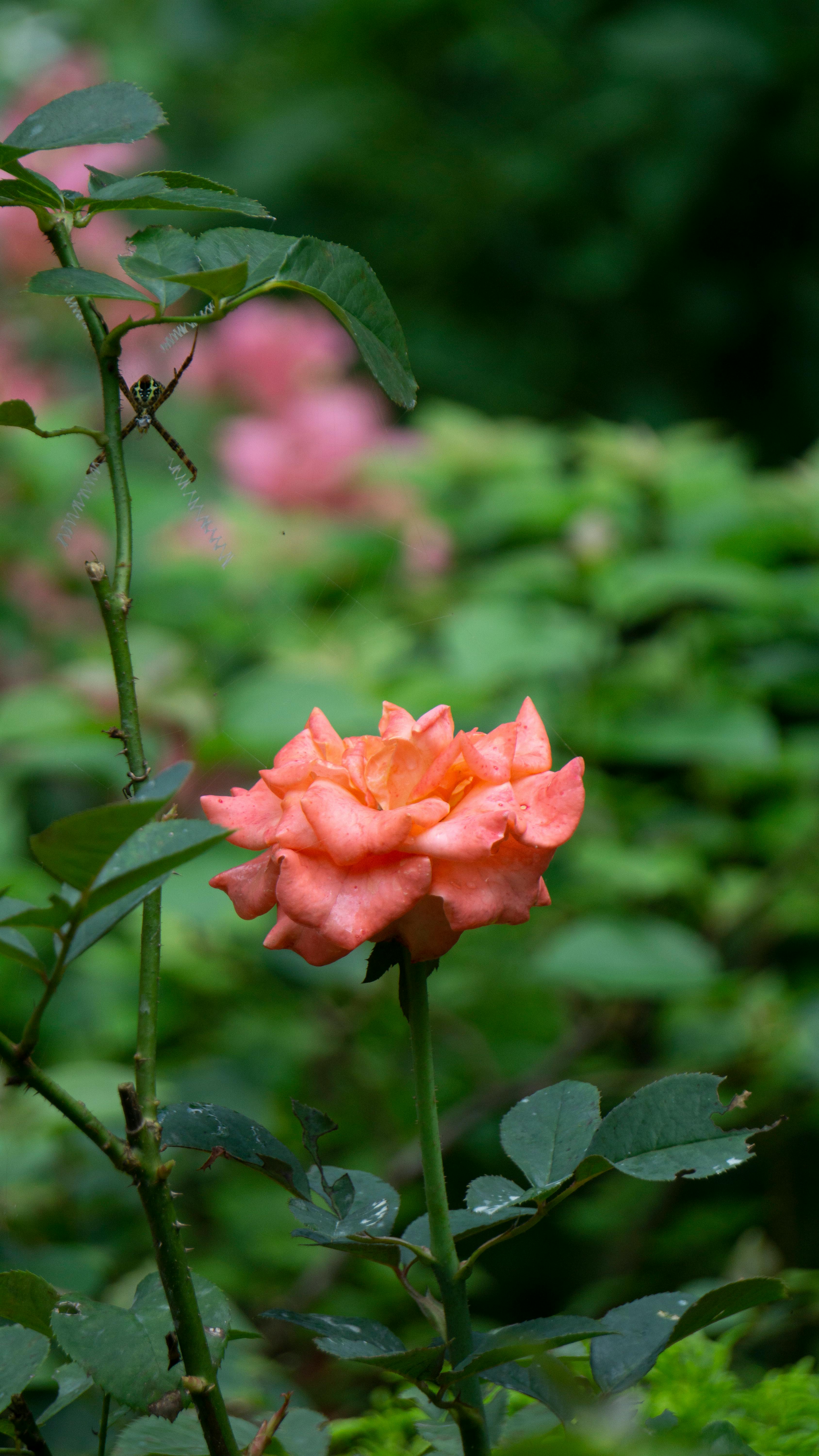 Orange Garden Rose with Spider