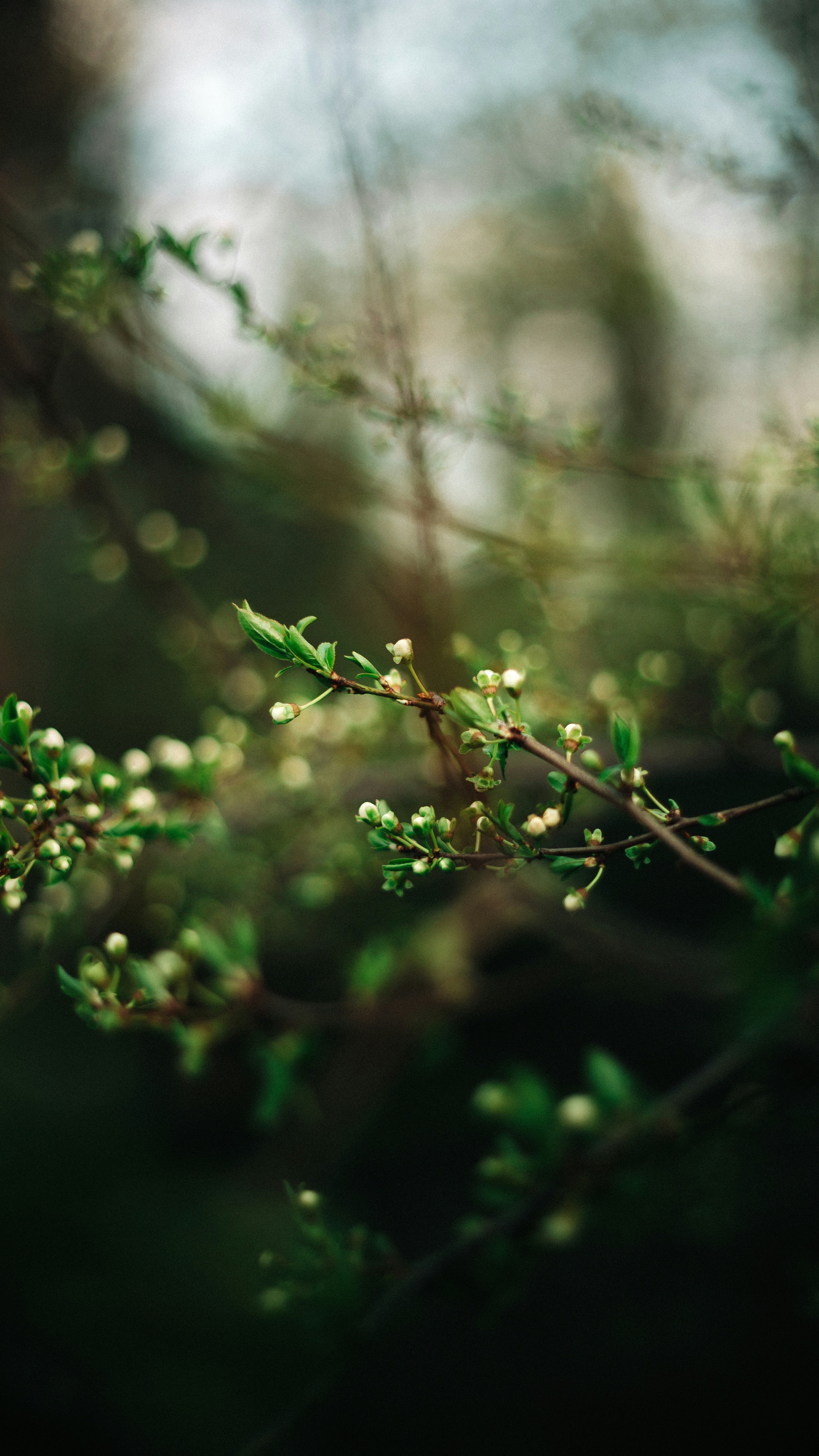 Spring Tree Branches with Flower Buds