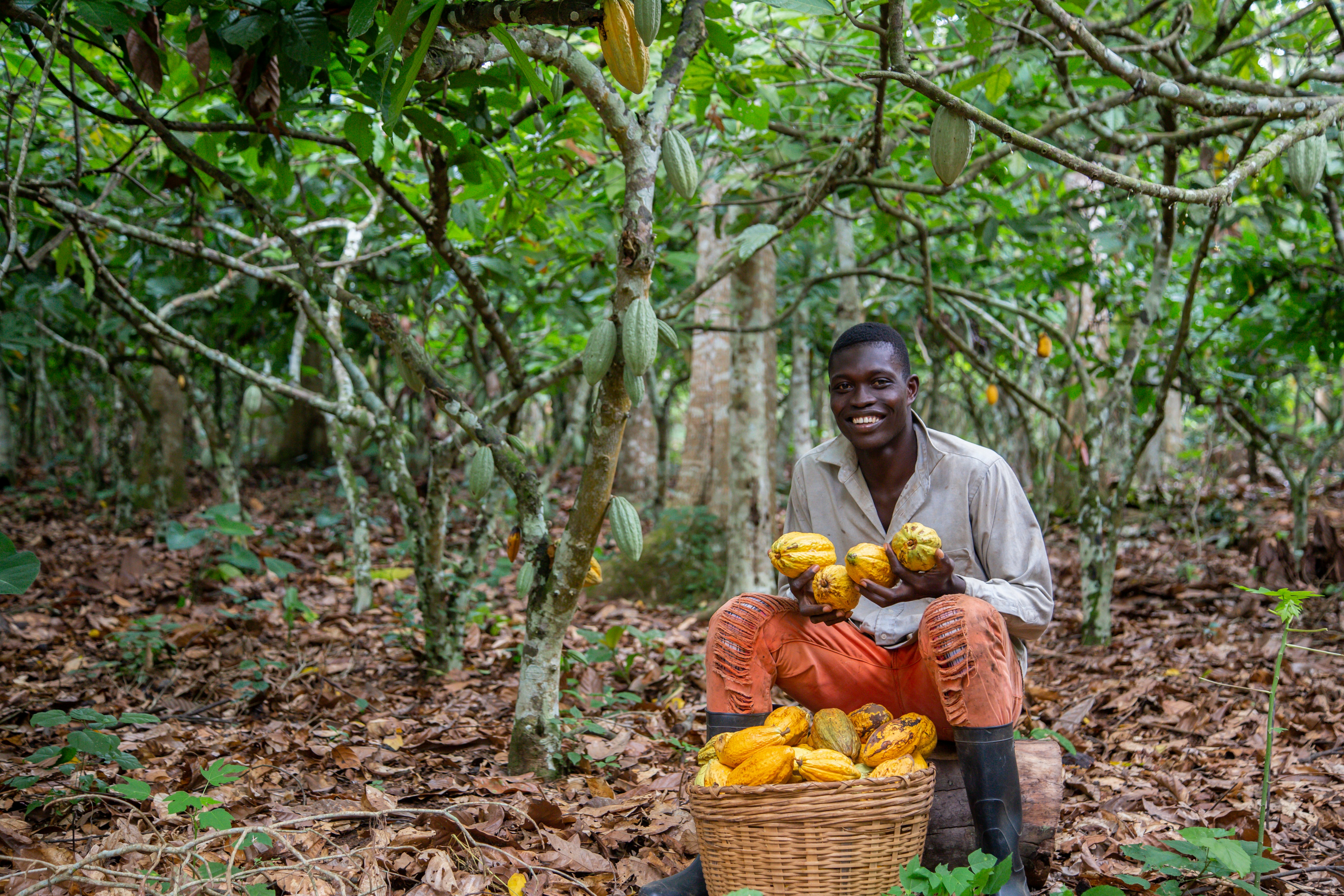 Cocoa Farmer Shows Harvested Cocoa Pods
