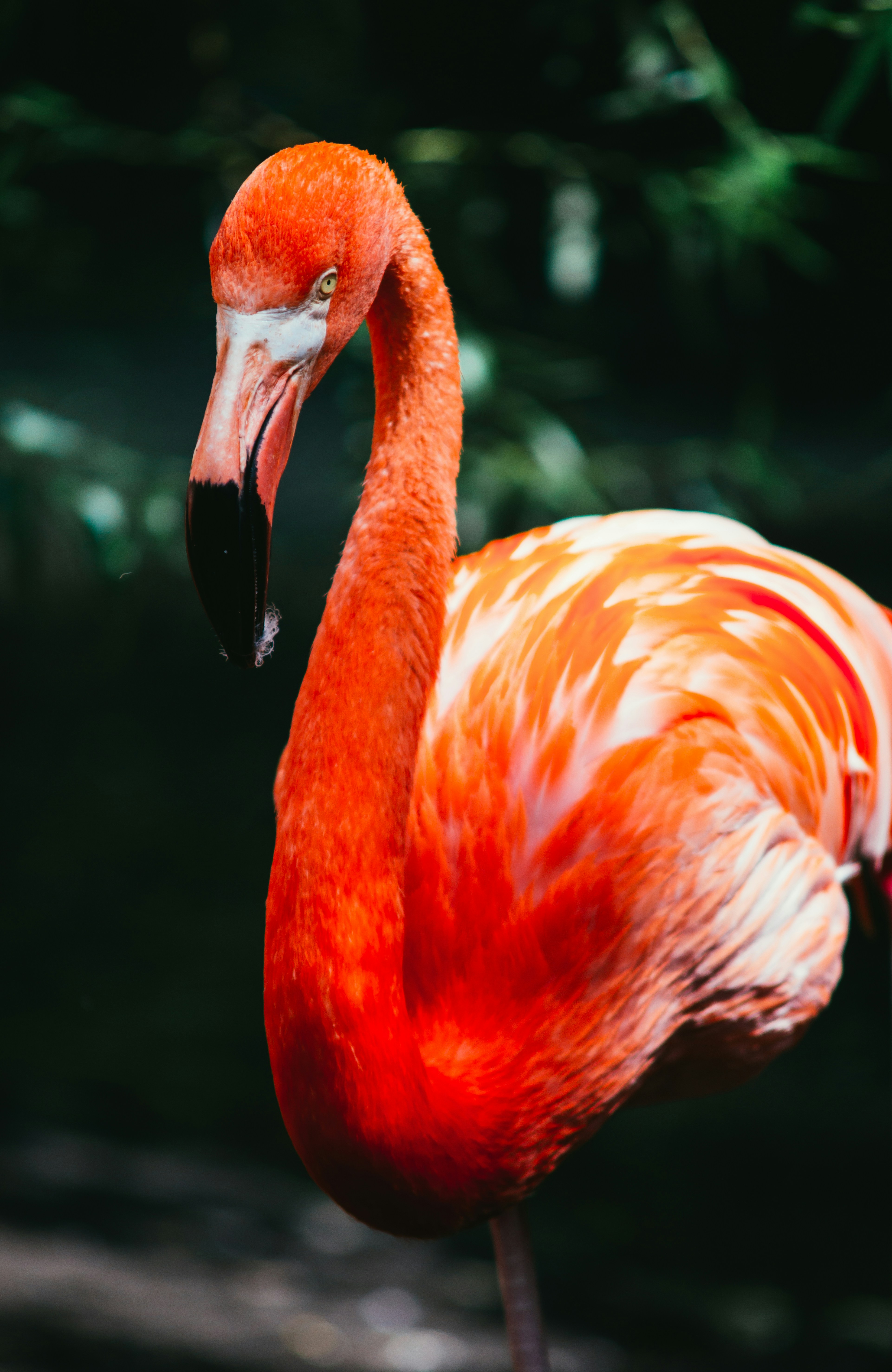 Close-up of a Red Flamingo