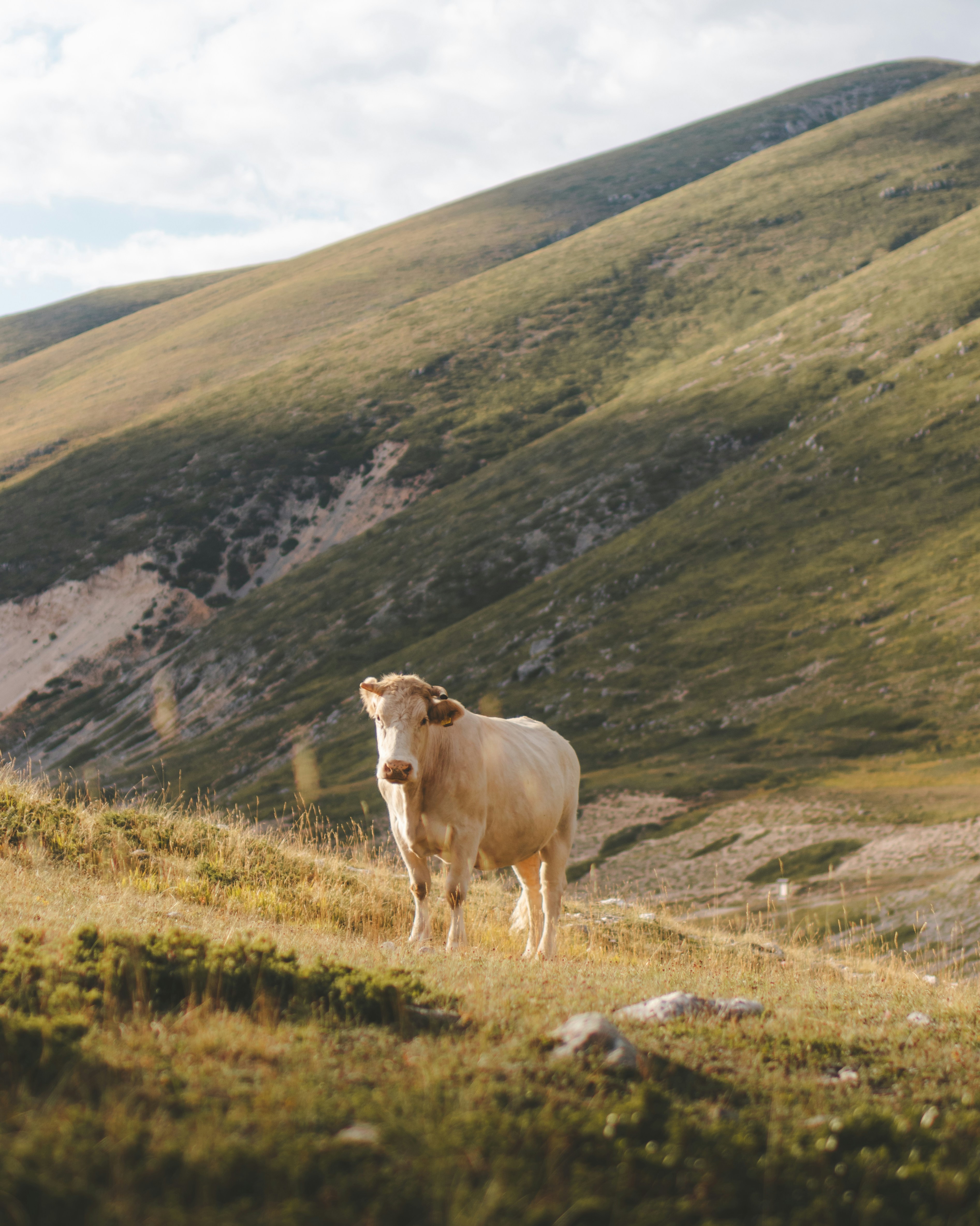 Beige cow on mountain pasture