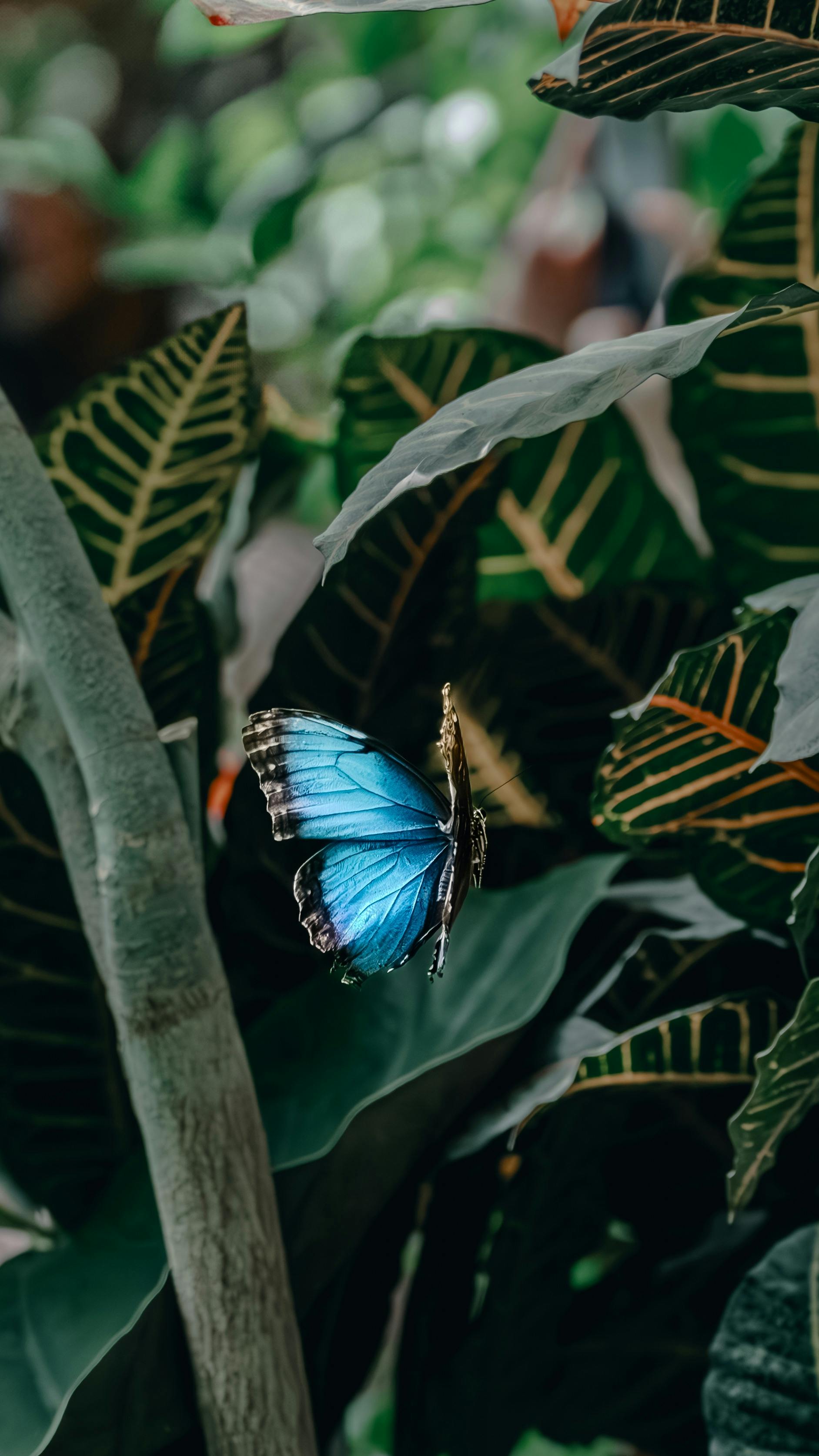 Wallpapers