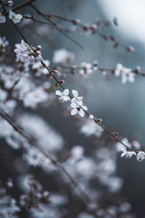 White Spring Blossoms on Branch