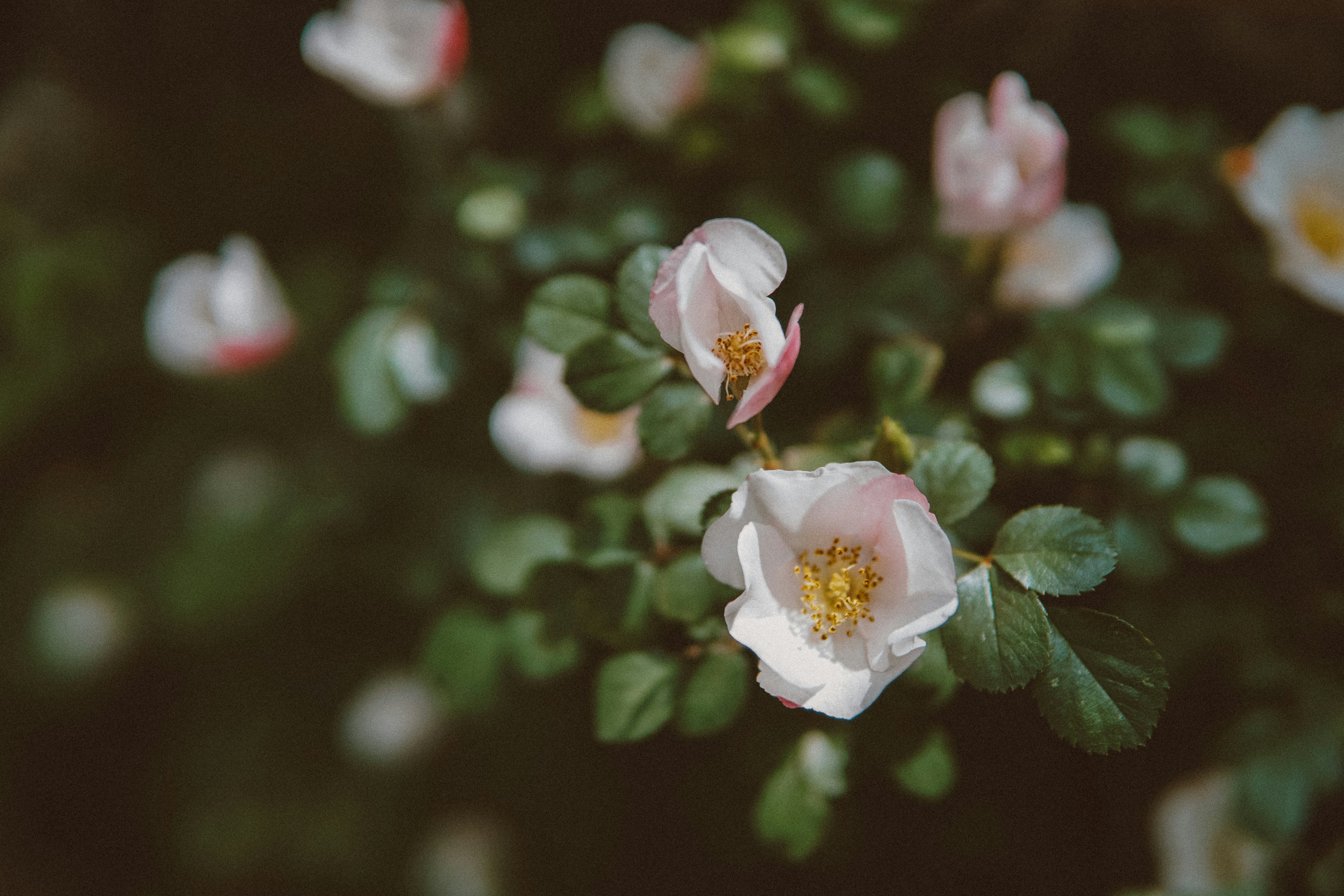 White Wild Roses With Pink Blush