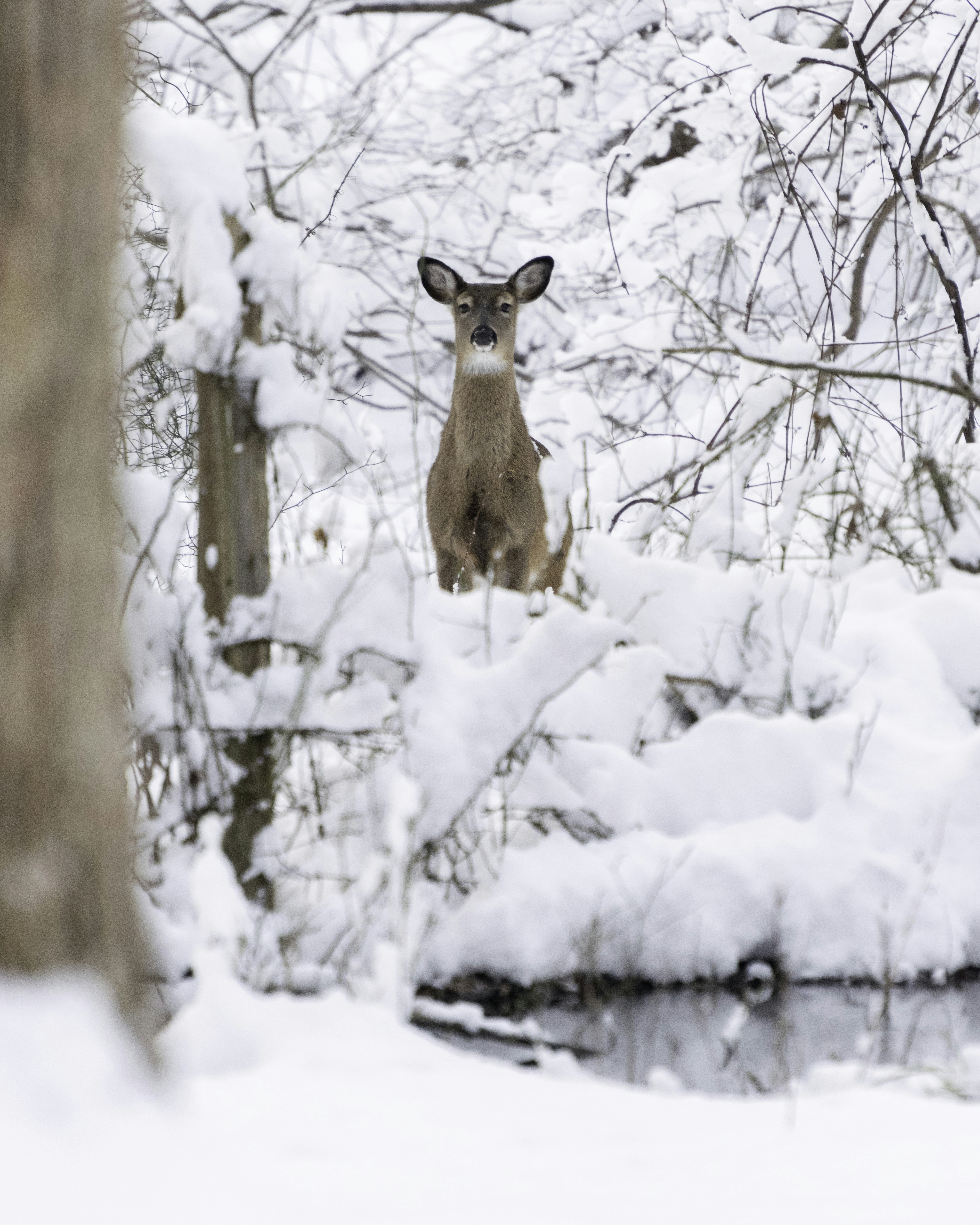 Deer in Snowy Woods — Animal Encyclopedia