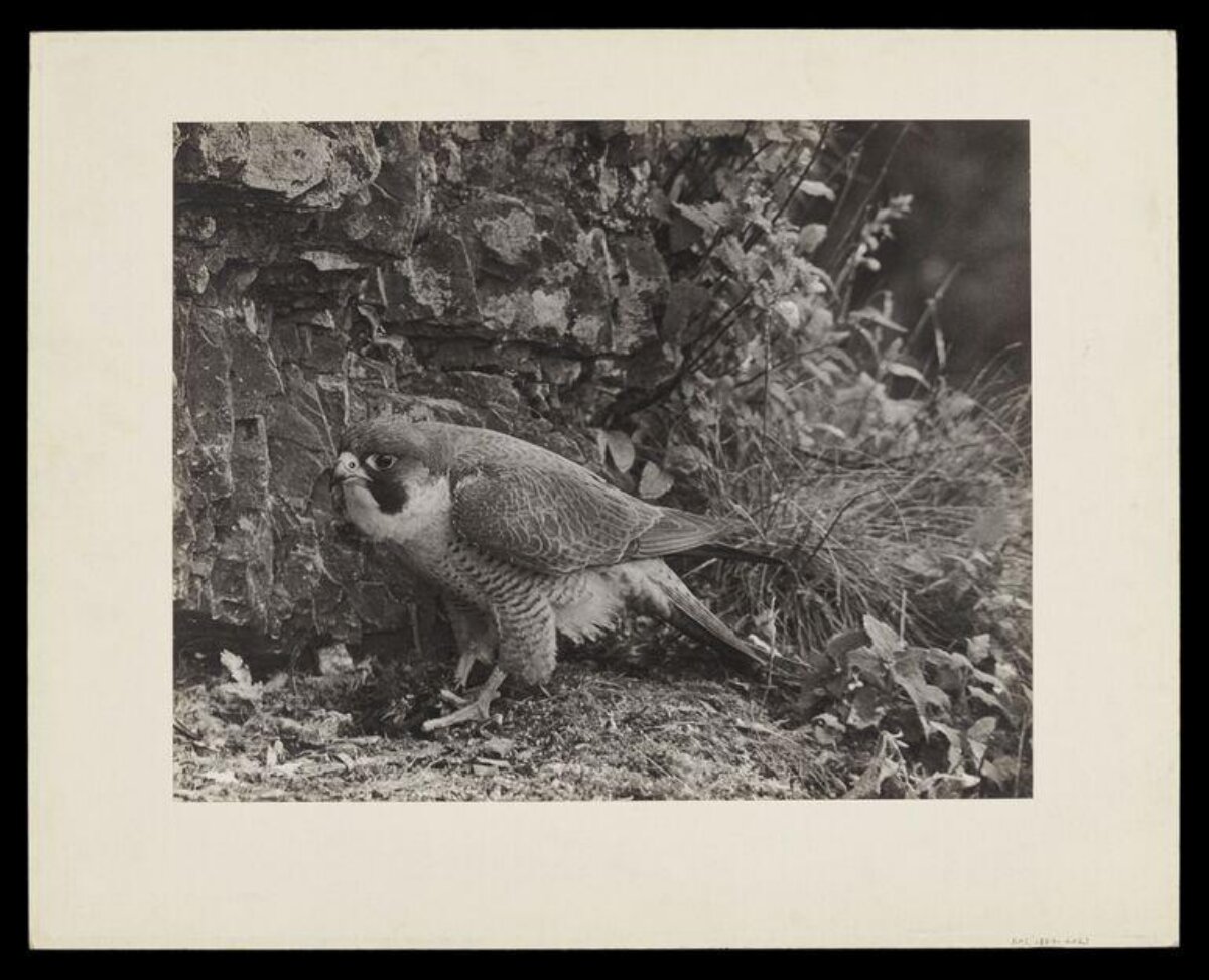 Peregrine Falcon Beside Stone Wall