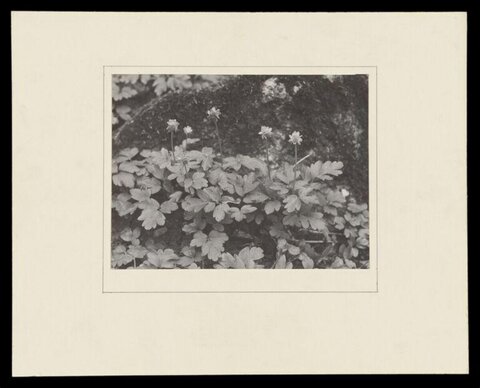 Black and White Flowering Wild Plants