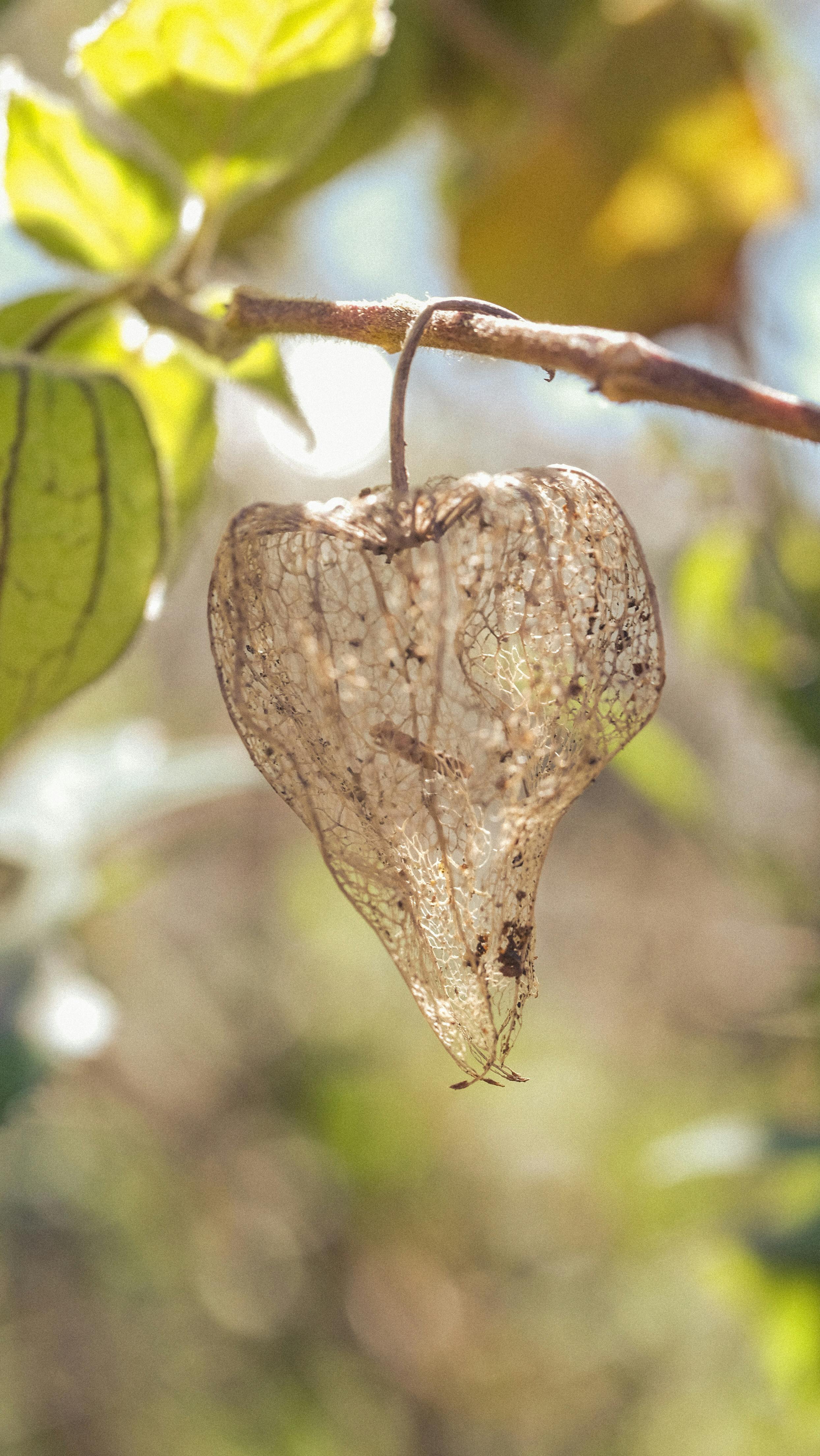 Dried Physalis Skeleton Hanging on Branch