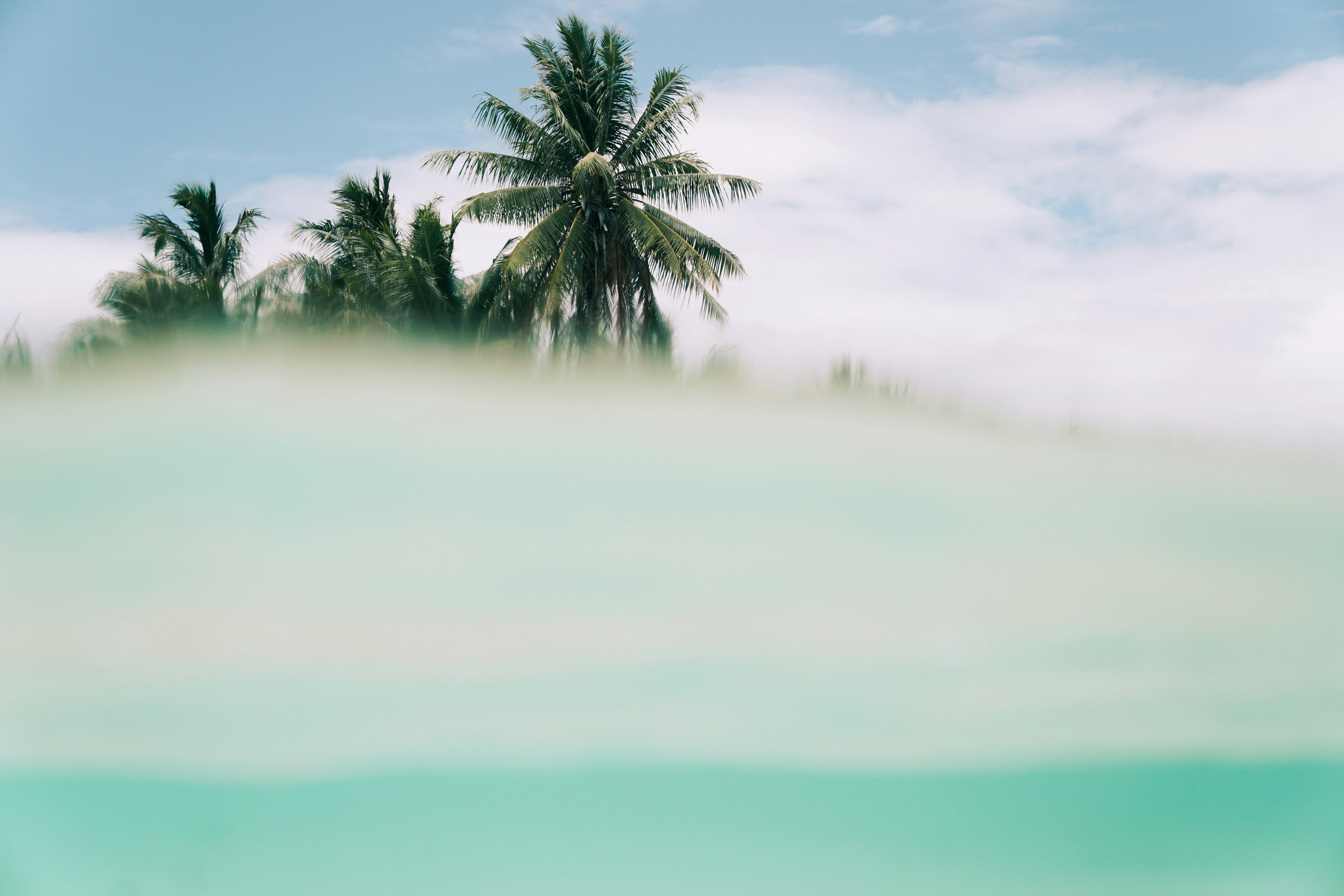 Coconut Palms Over Tropical Sea