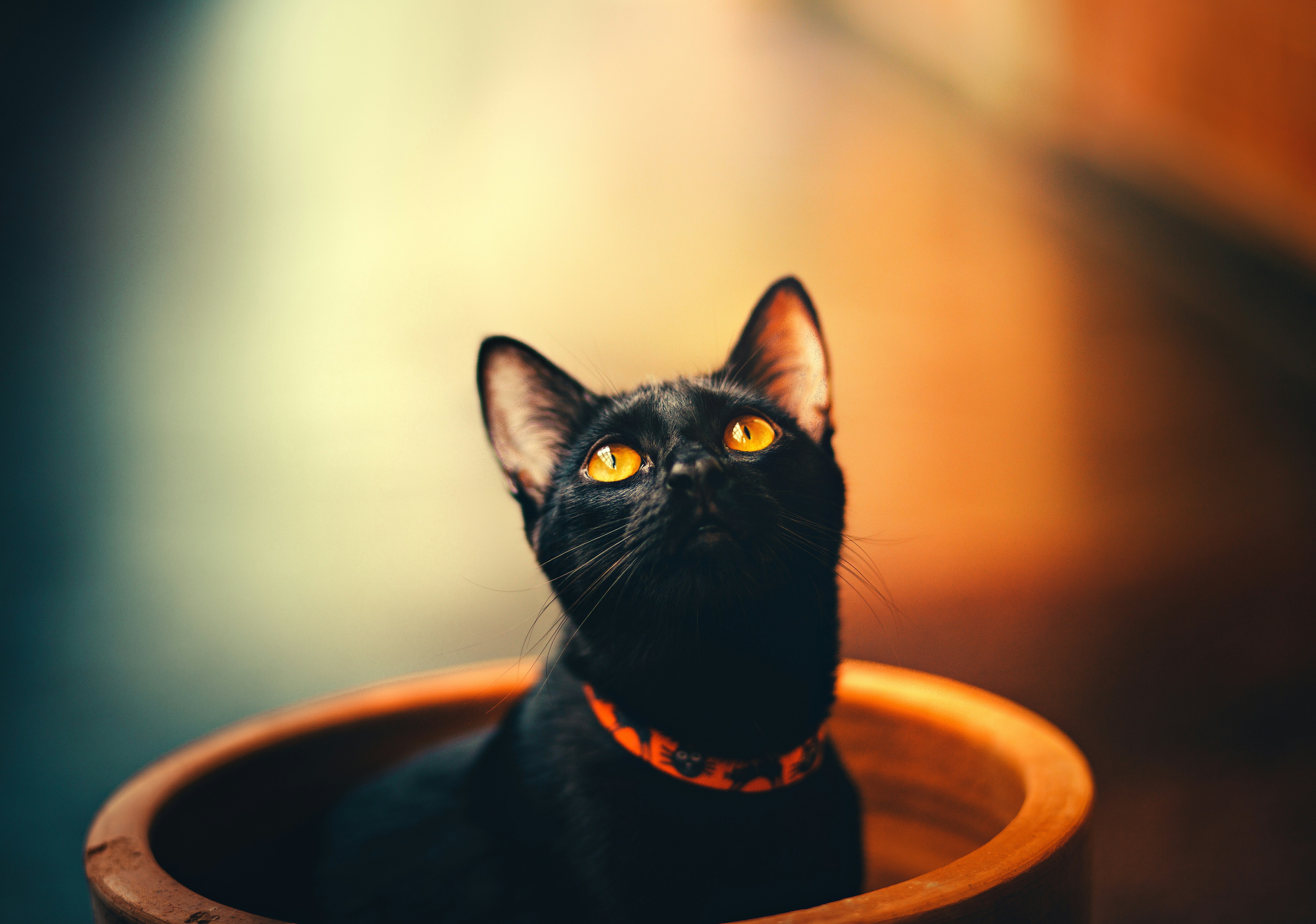 Black Cat Sitting In Terracotta Pot — 4K Wallpapers