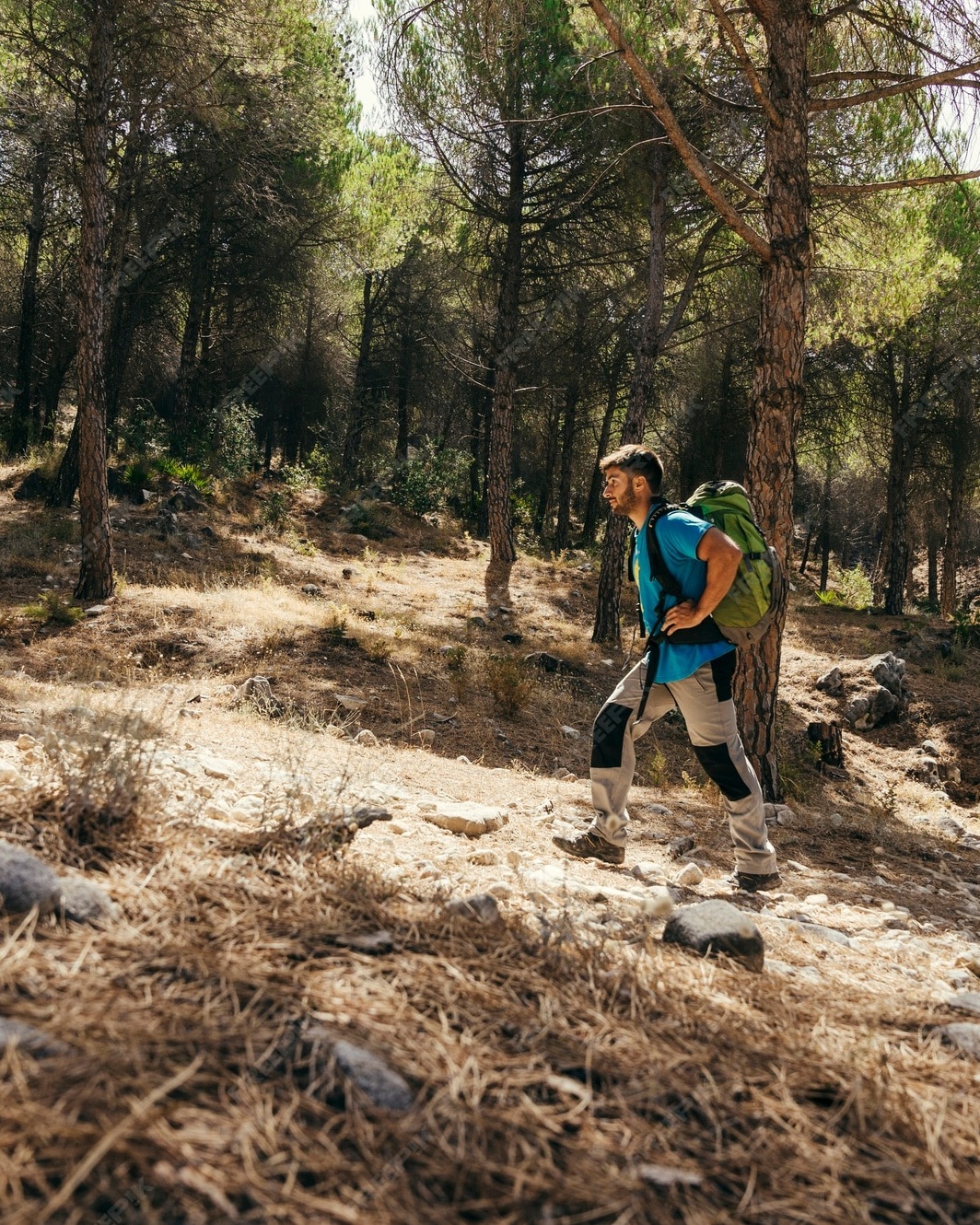 Male Hiker Trekking in Pine Forest