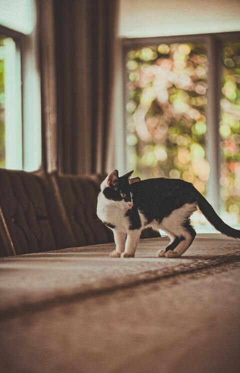 Black and White Cat on Indoor Sofa