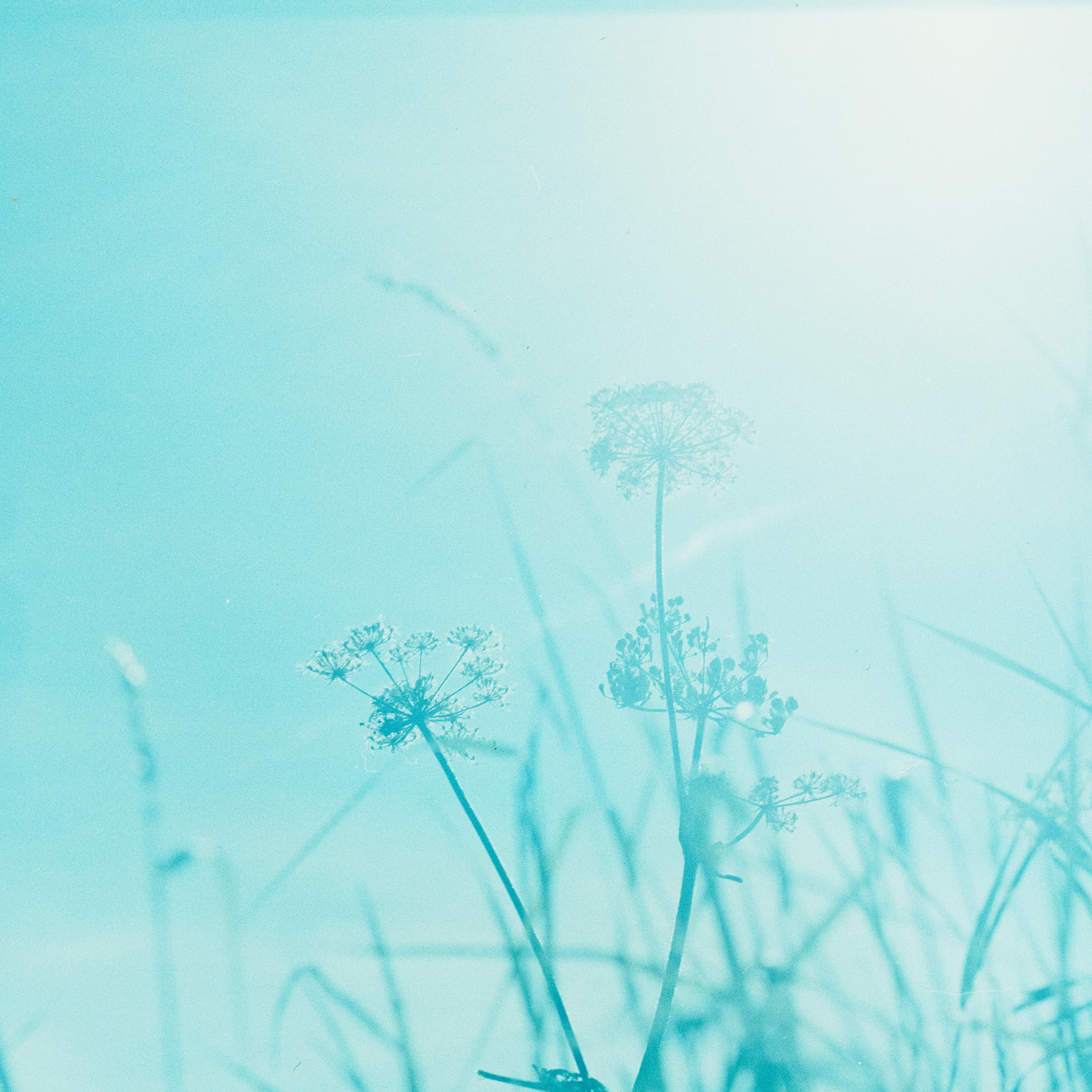 Wild Plants Against Cyan Sky