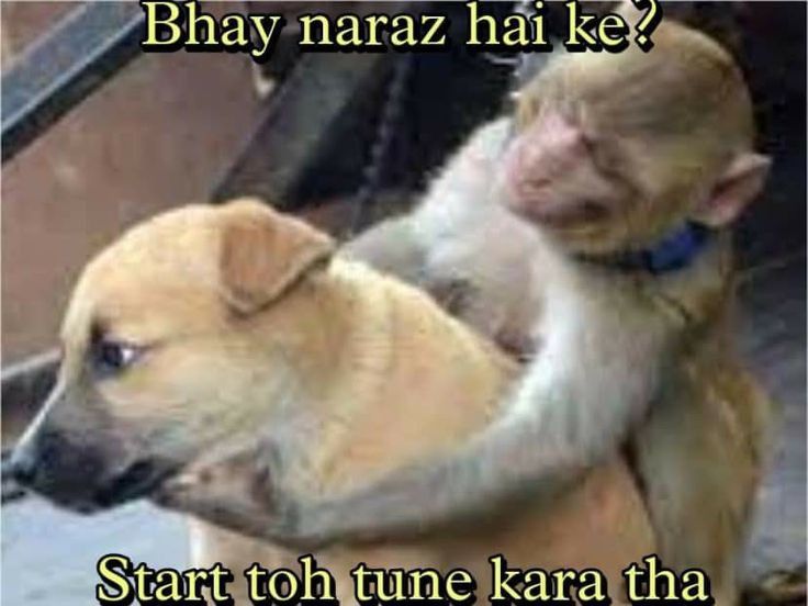Sad Puppy Monkey Hug Meme