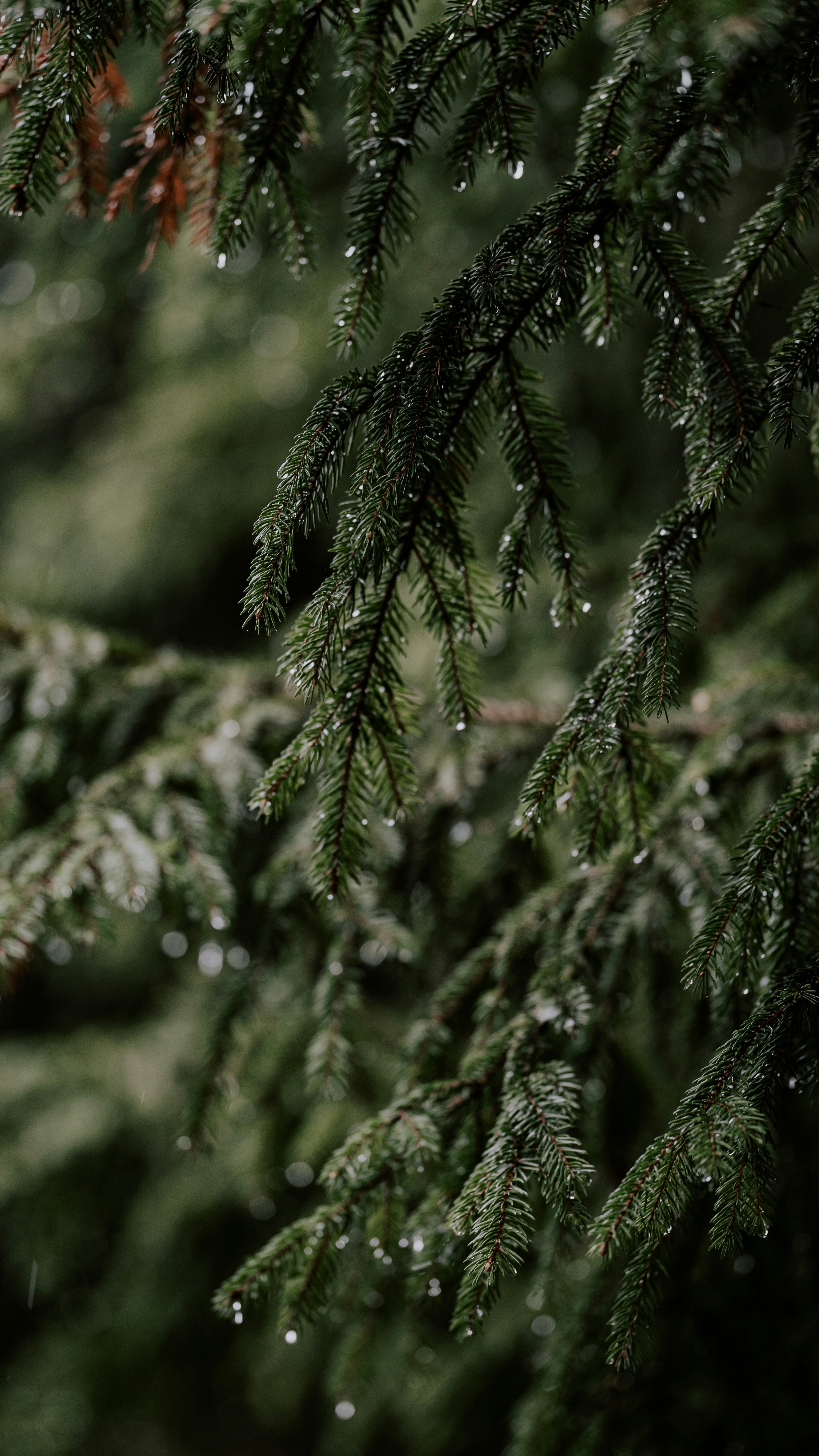 Raindrops on Spruce Tree Branches