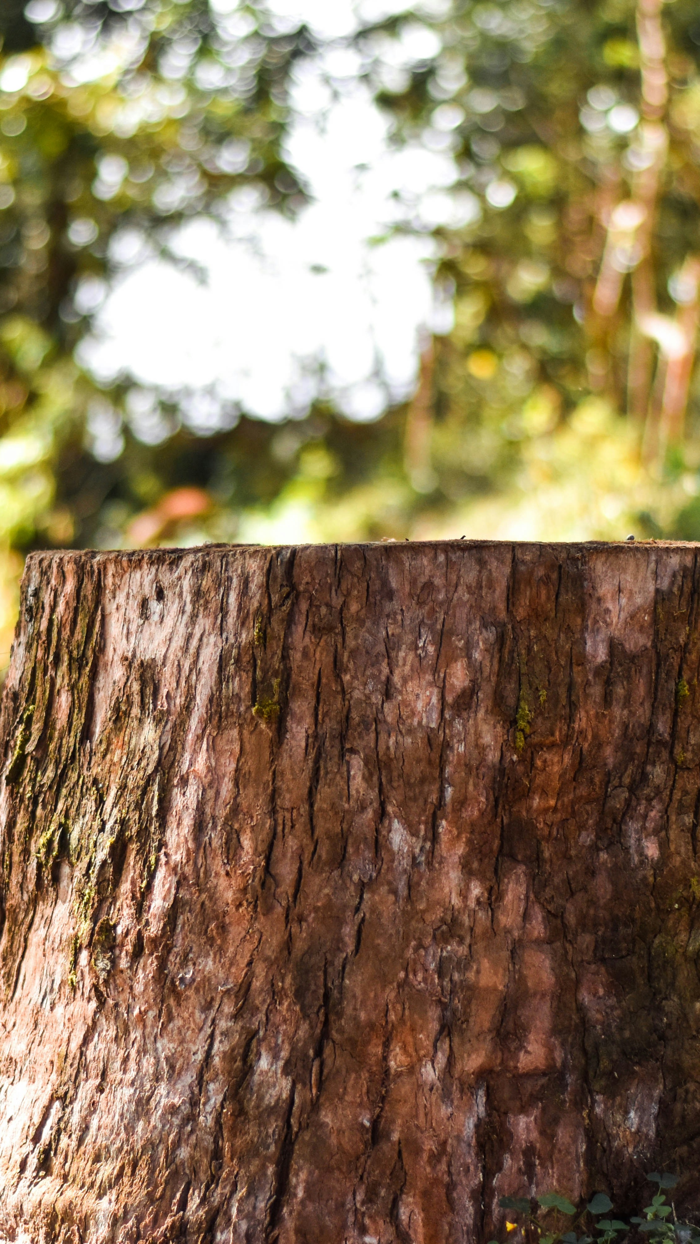 Cut Tree Stump in Forest