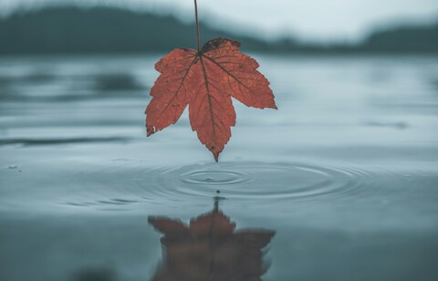 Red Maple Leaf Over Calm Water