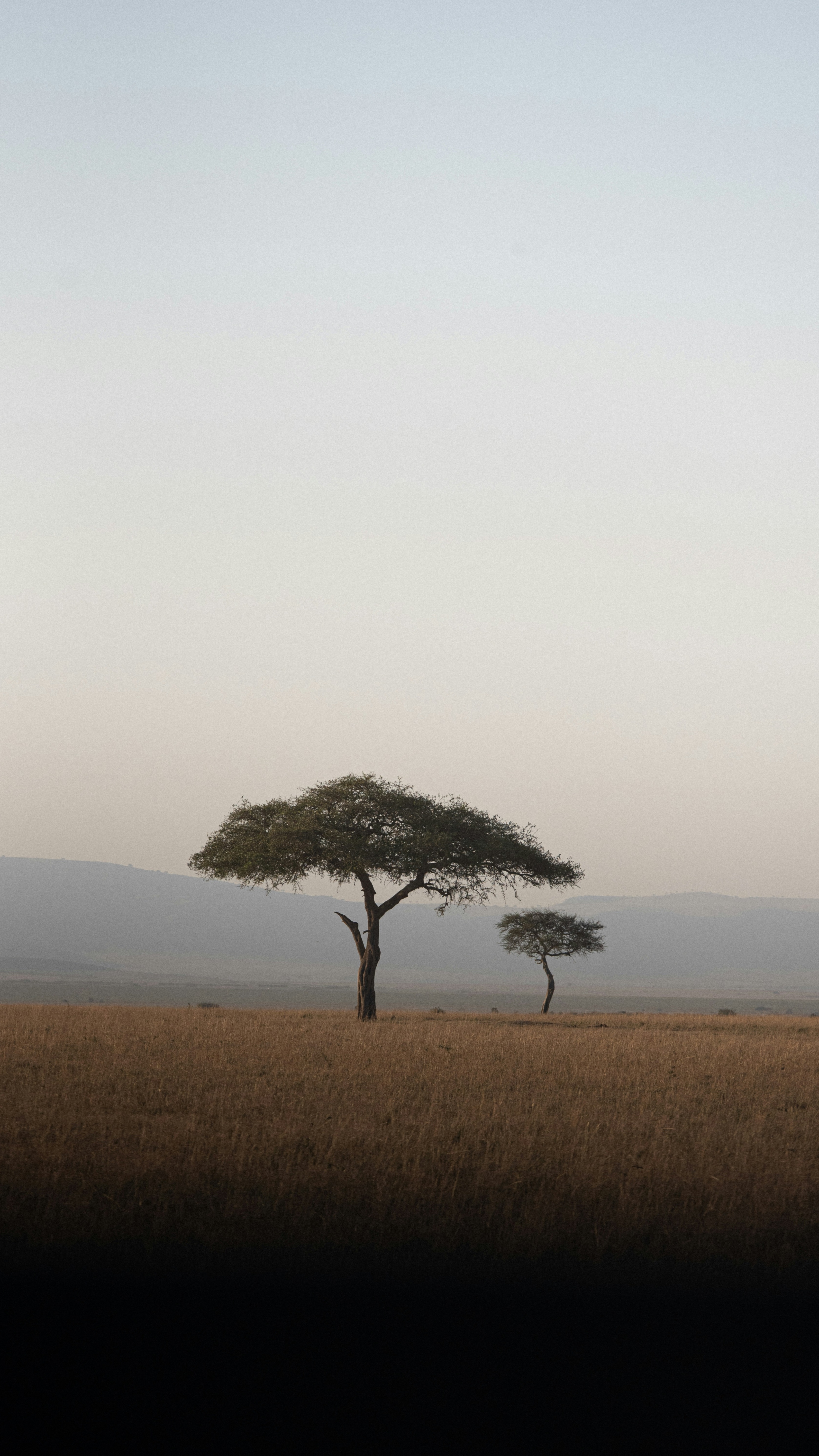 African Savanna Acacia Trees