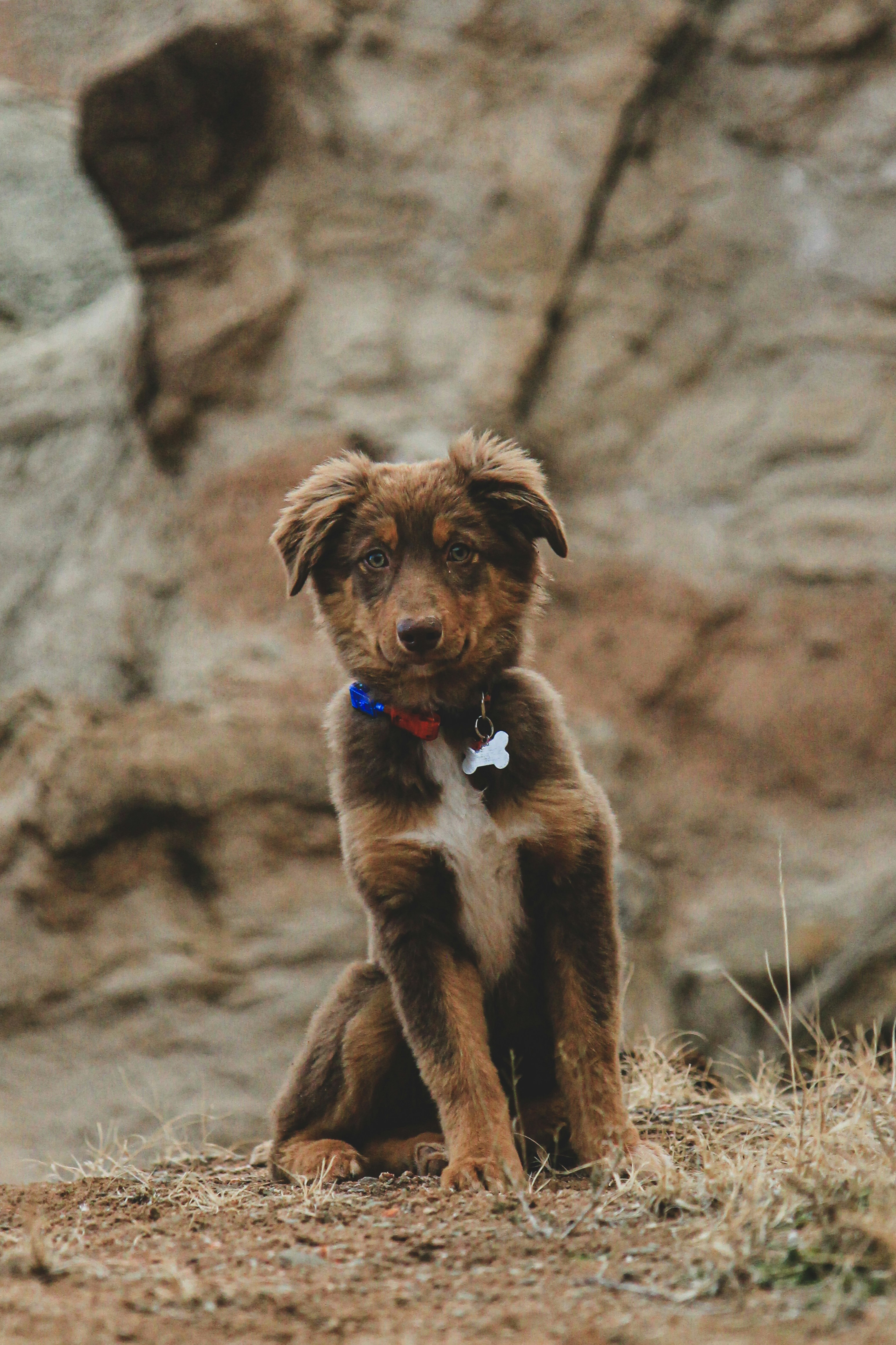 Brown Puppy Sitting Outdoors — Phone Backgrounds