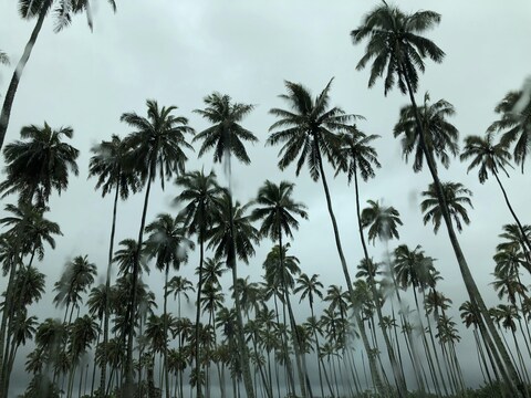 Rainy Sky Coconut Palm Grove