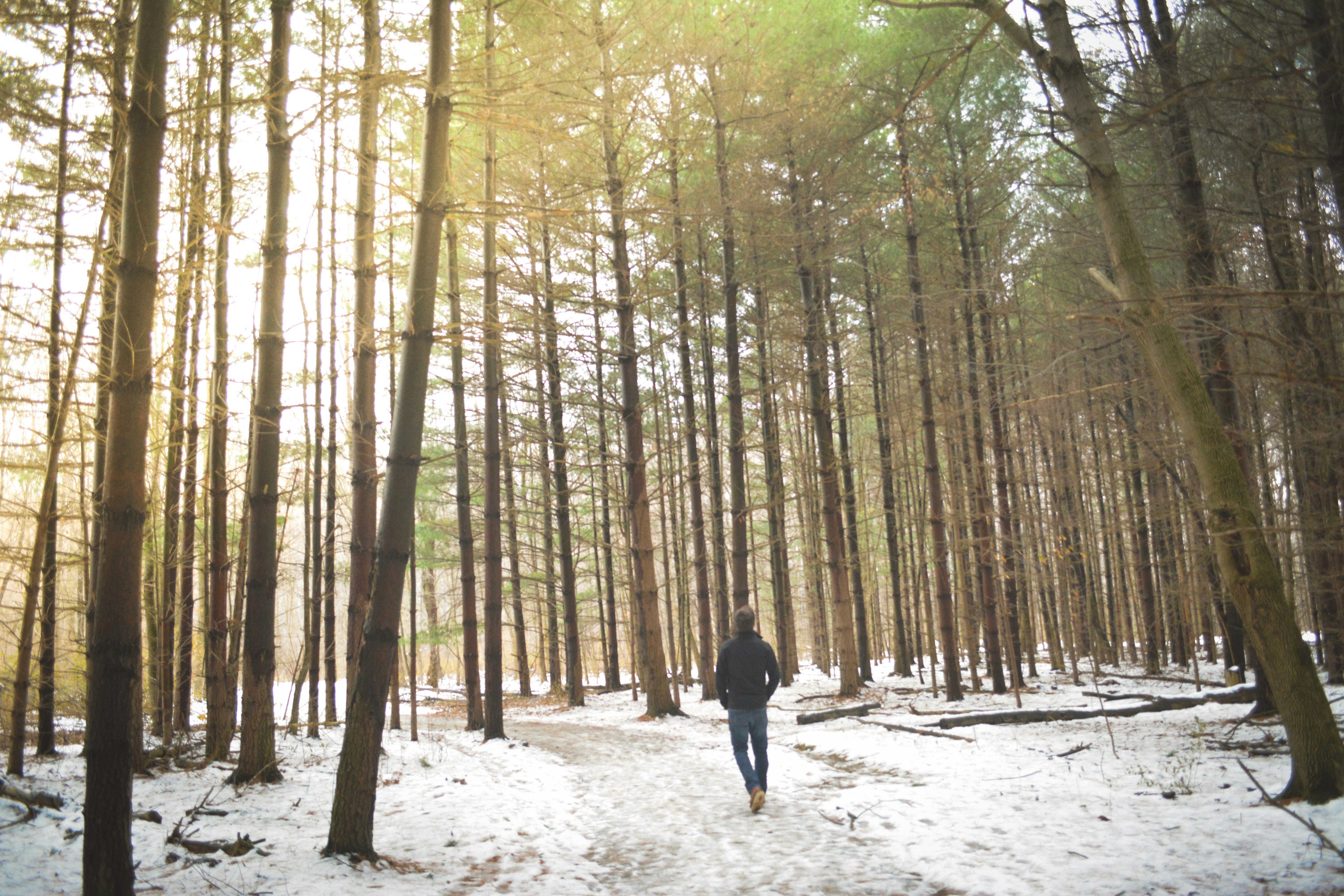 Man Walking Through Snowy Pine Forest