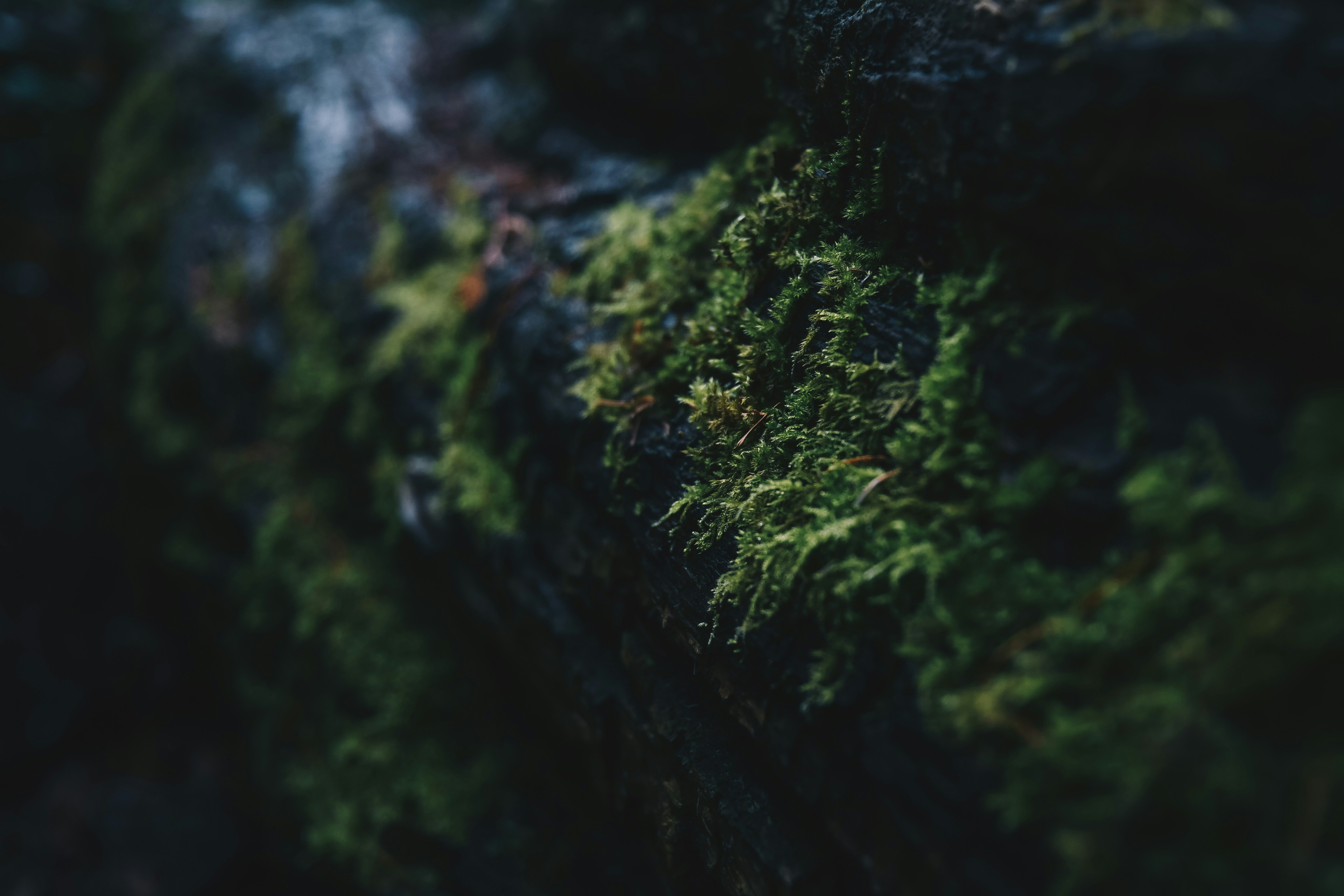 Moss on Dark Tree Bark