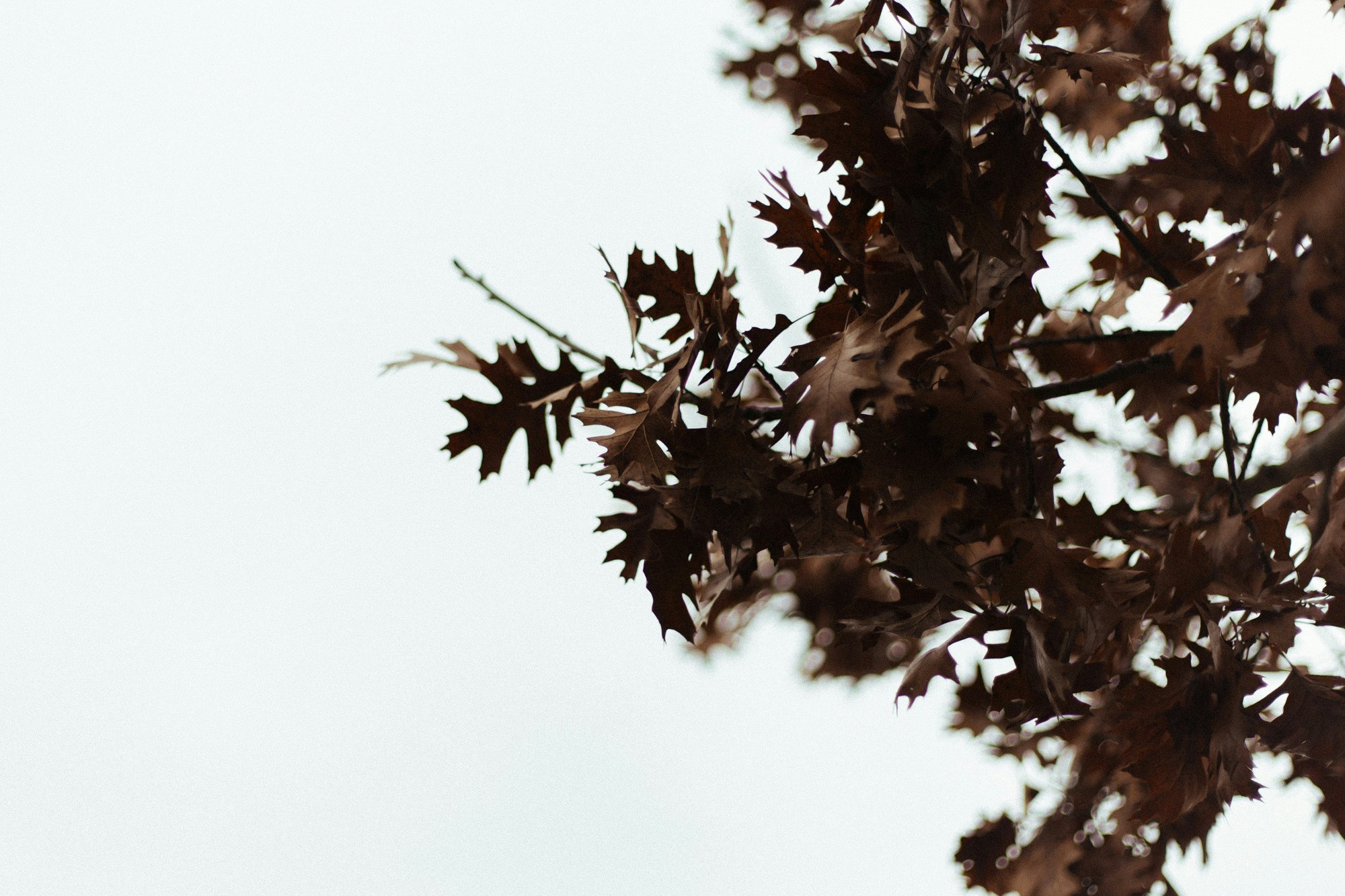 Dried Oak Leaves Against Pale Sky