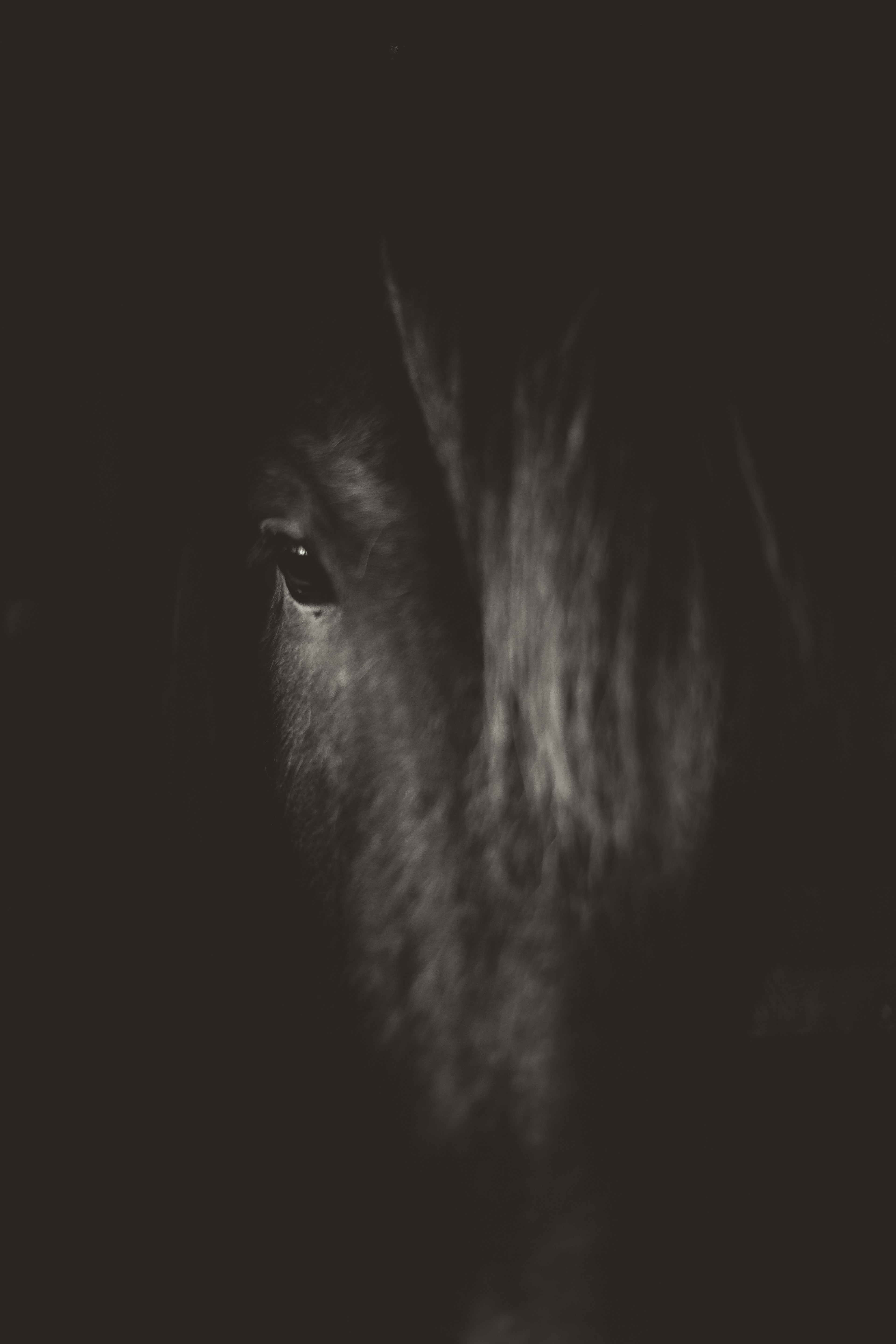 Close-up of a Horse's Eye