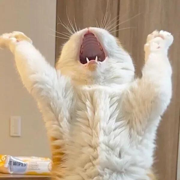 Fluffy Cat Yawning With Paws Raised