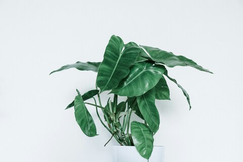 Potted Green Leaf Houseplant