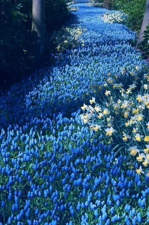 Garden Path Full of Blue Flowers
