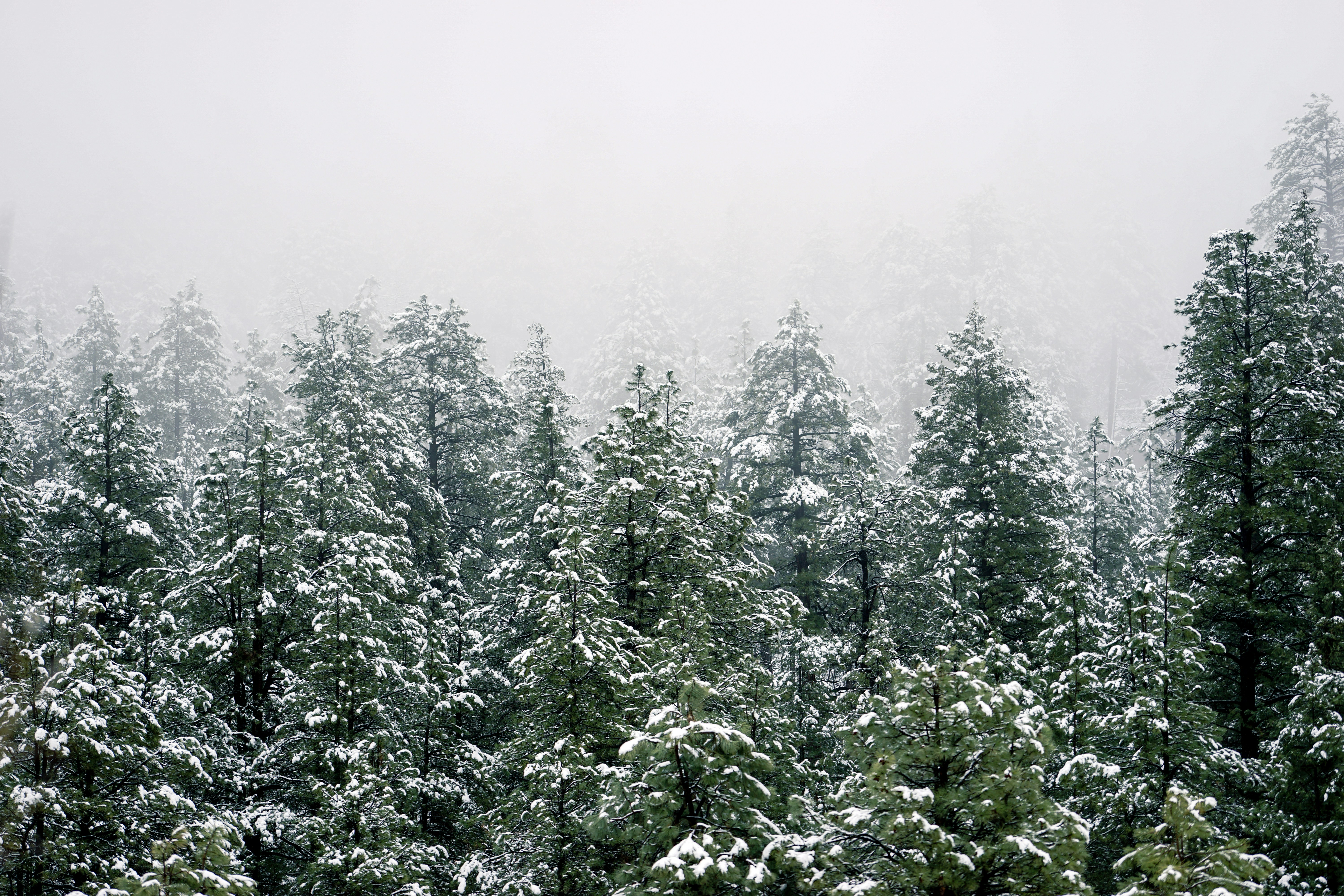 Foggy Snow-covered Pine Forest