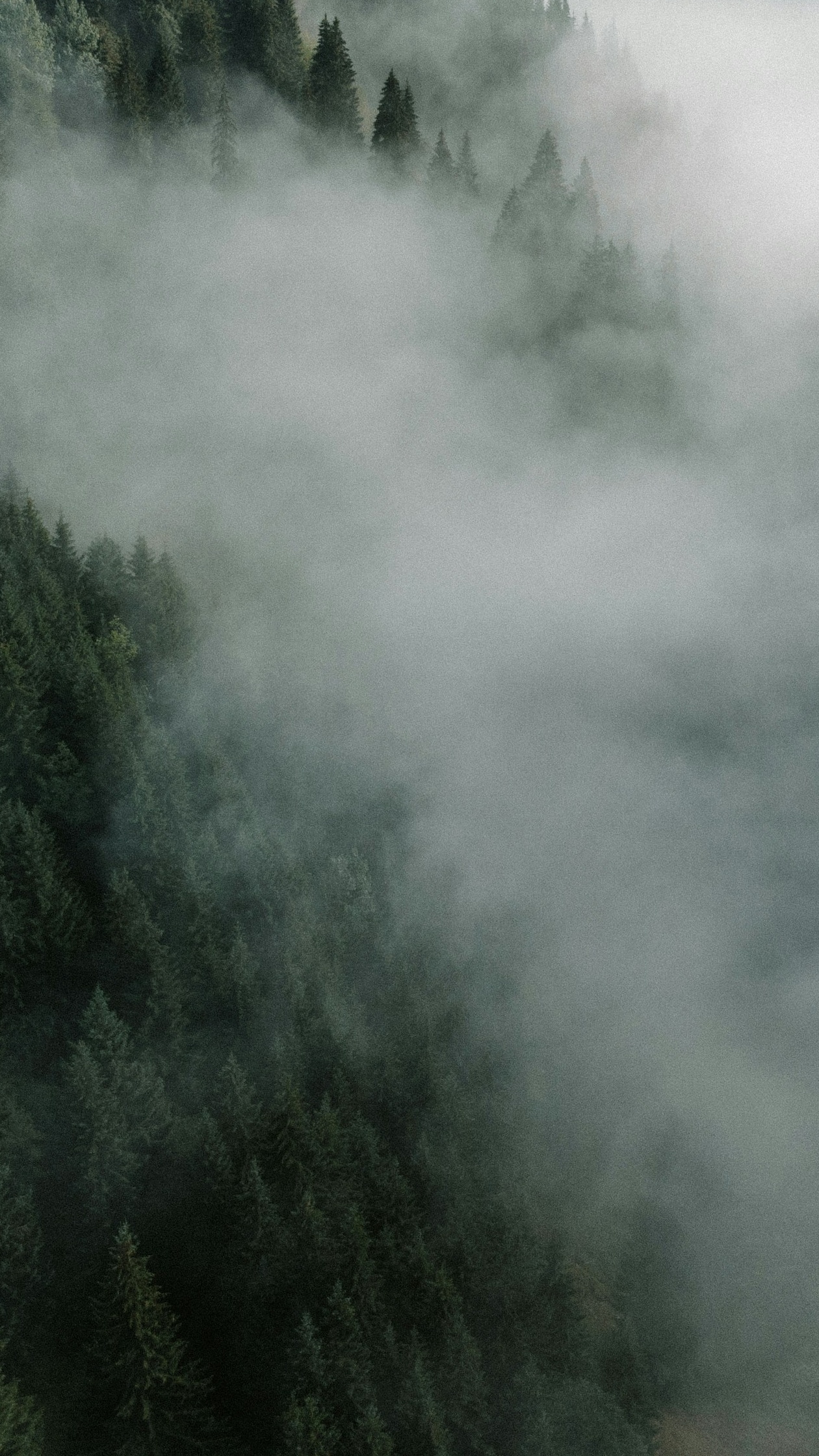 Misty Mountain Coniferous Forest