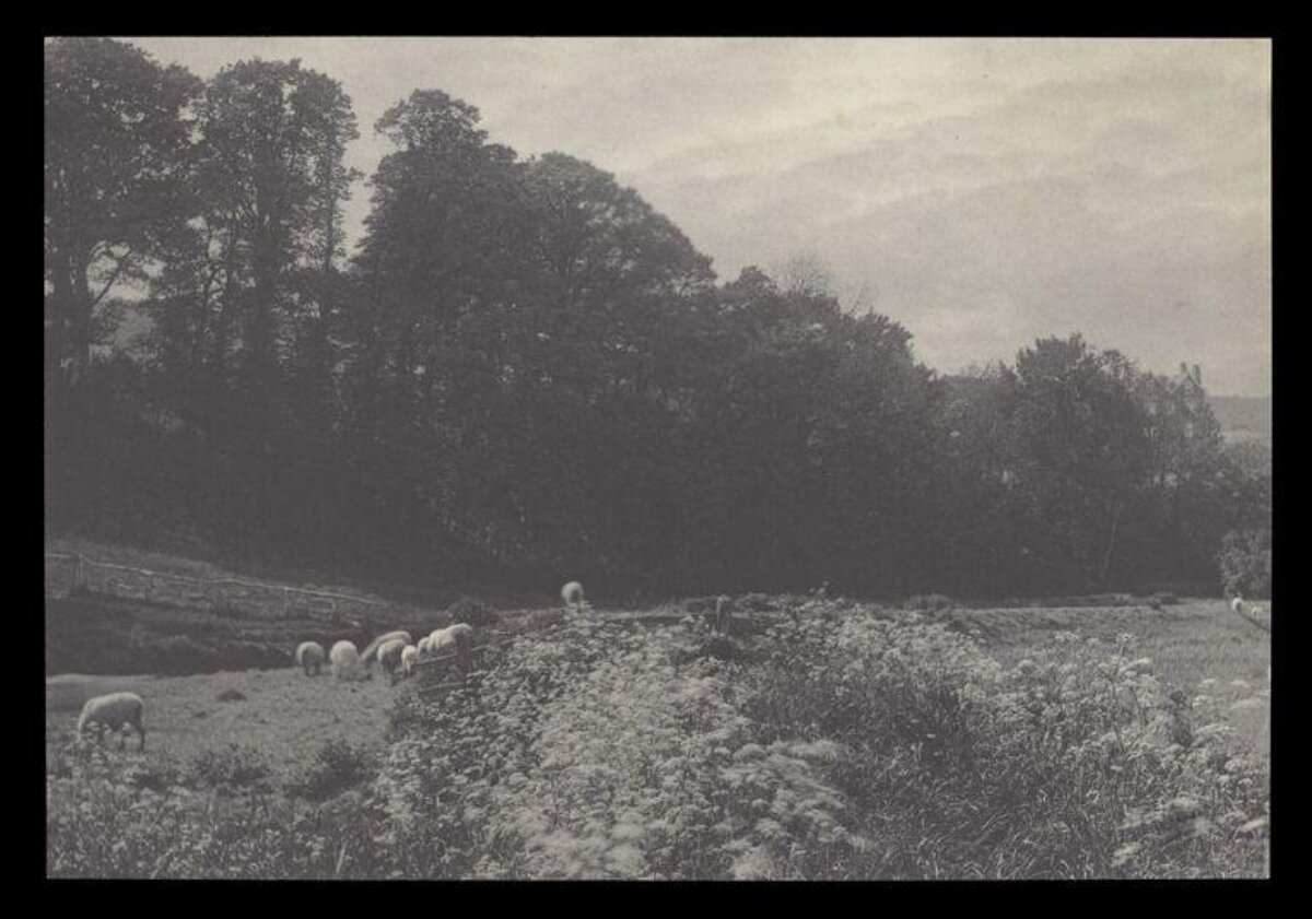 Grazing Sheep in Countryside Pasture