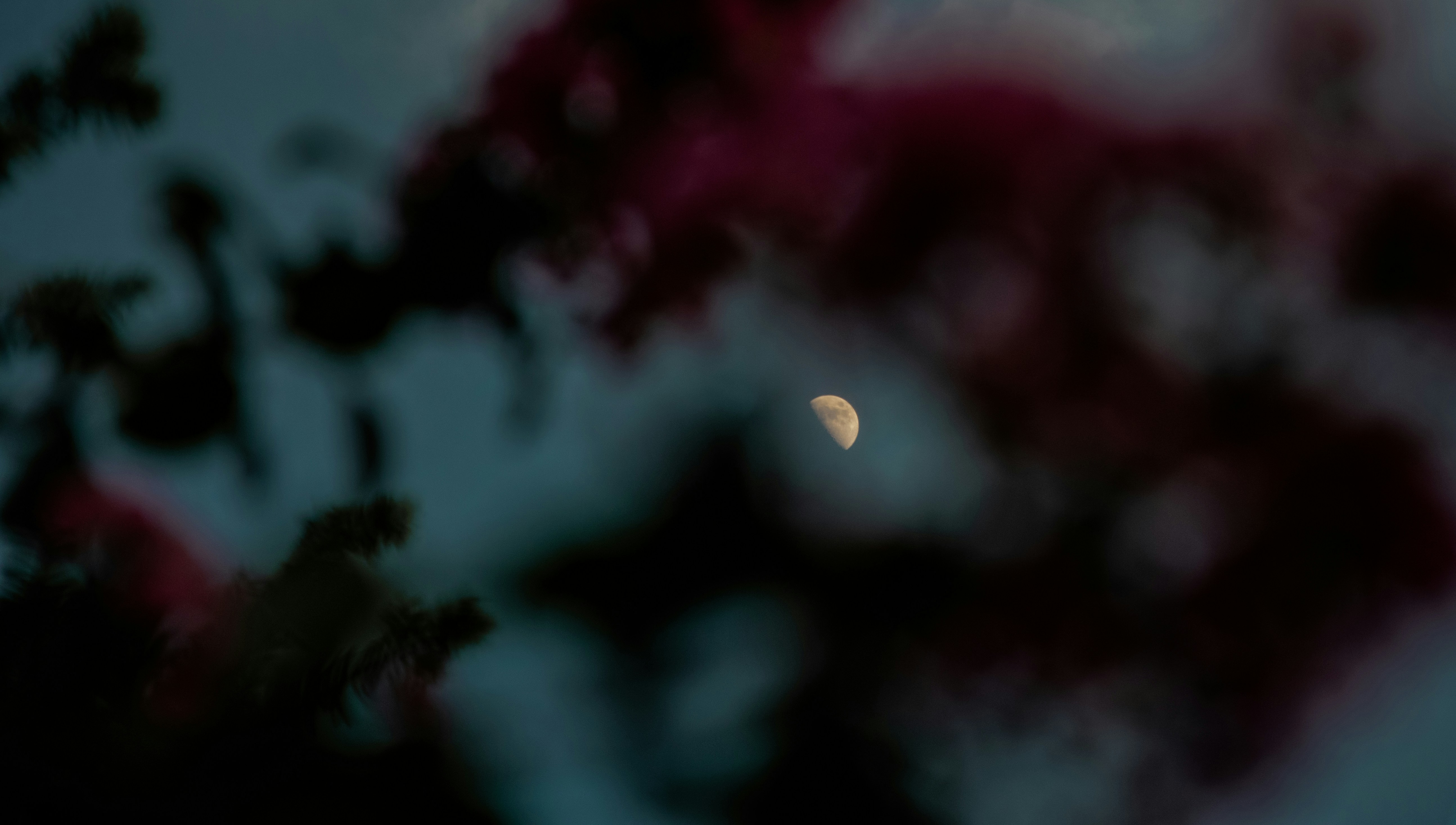 Half Moon Through Blurred Foliage