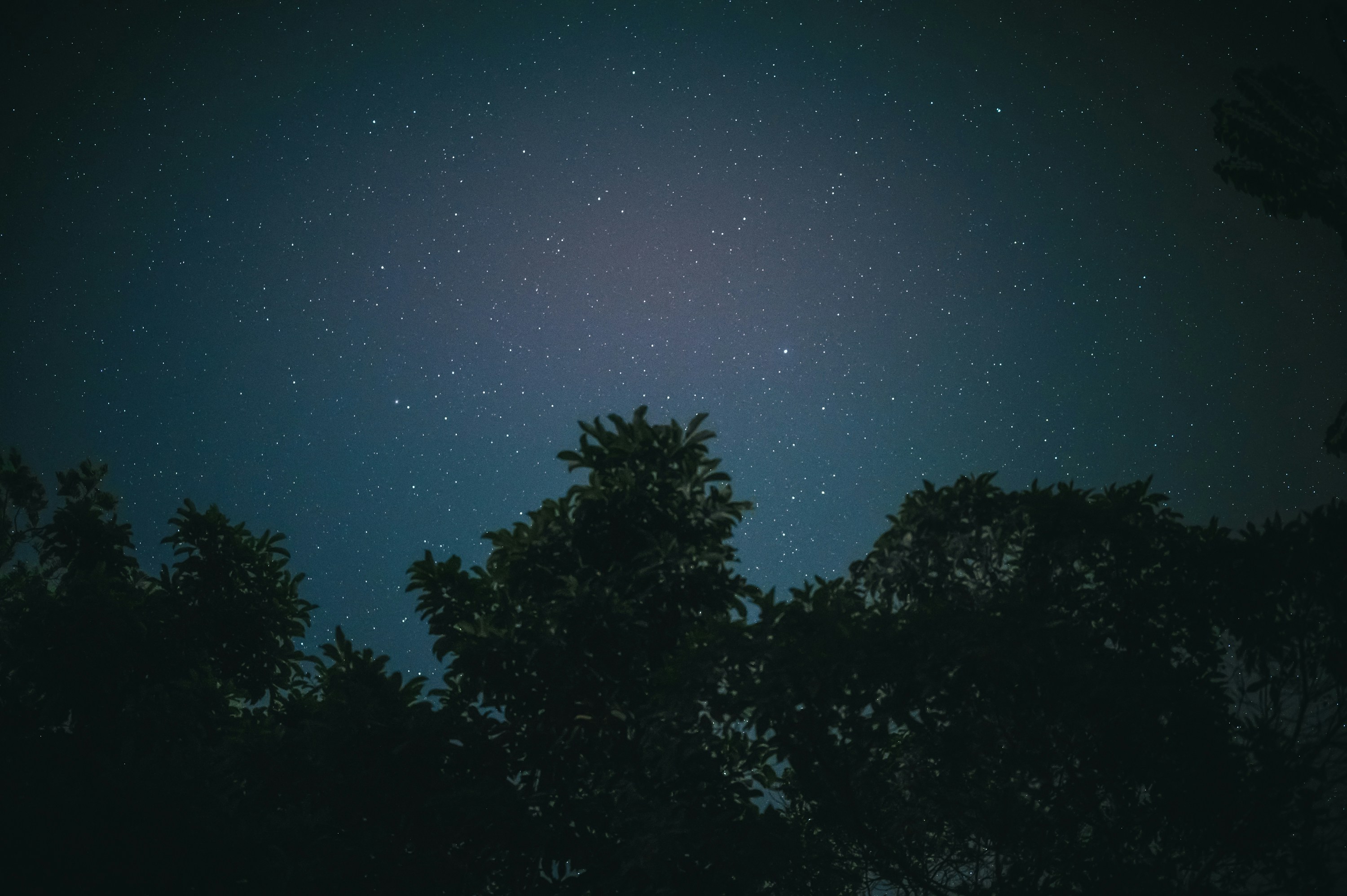 Starry Night Sky Above Tree Tops