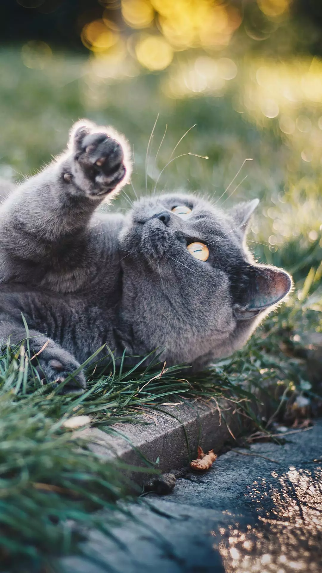 Gray Cat Reaching Up on Grass