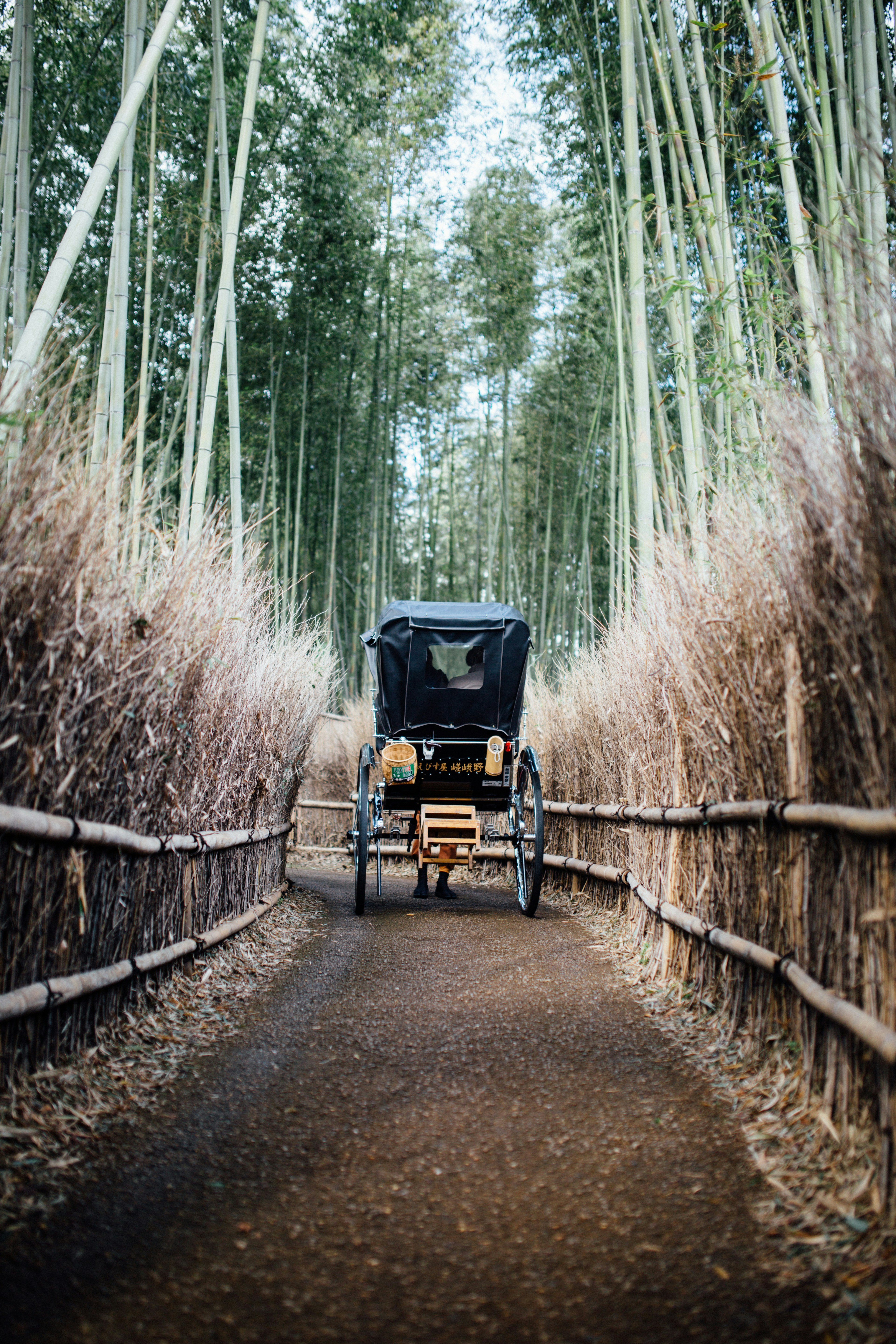 Rickshaw in Bamboo Forest Path
