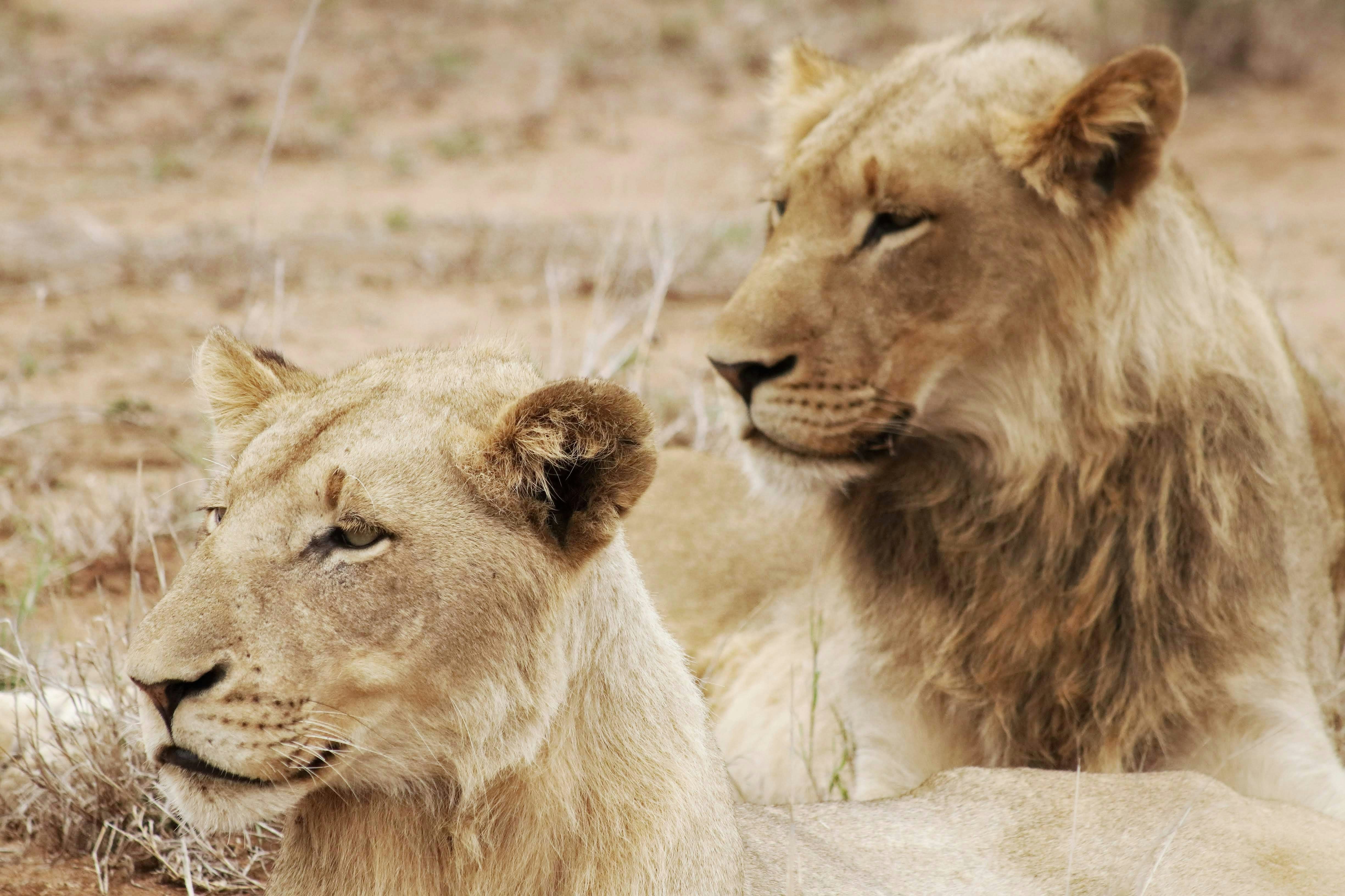 Two Lions Resting on Savanna