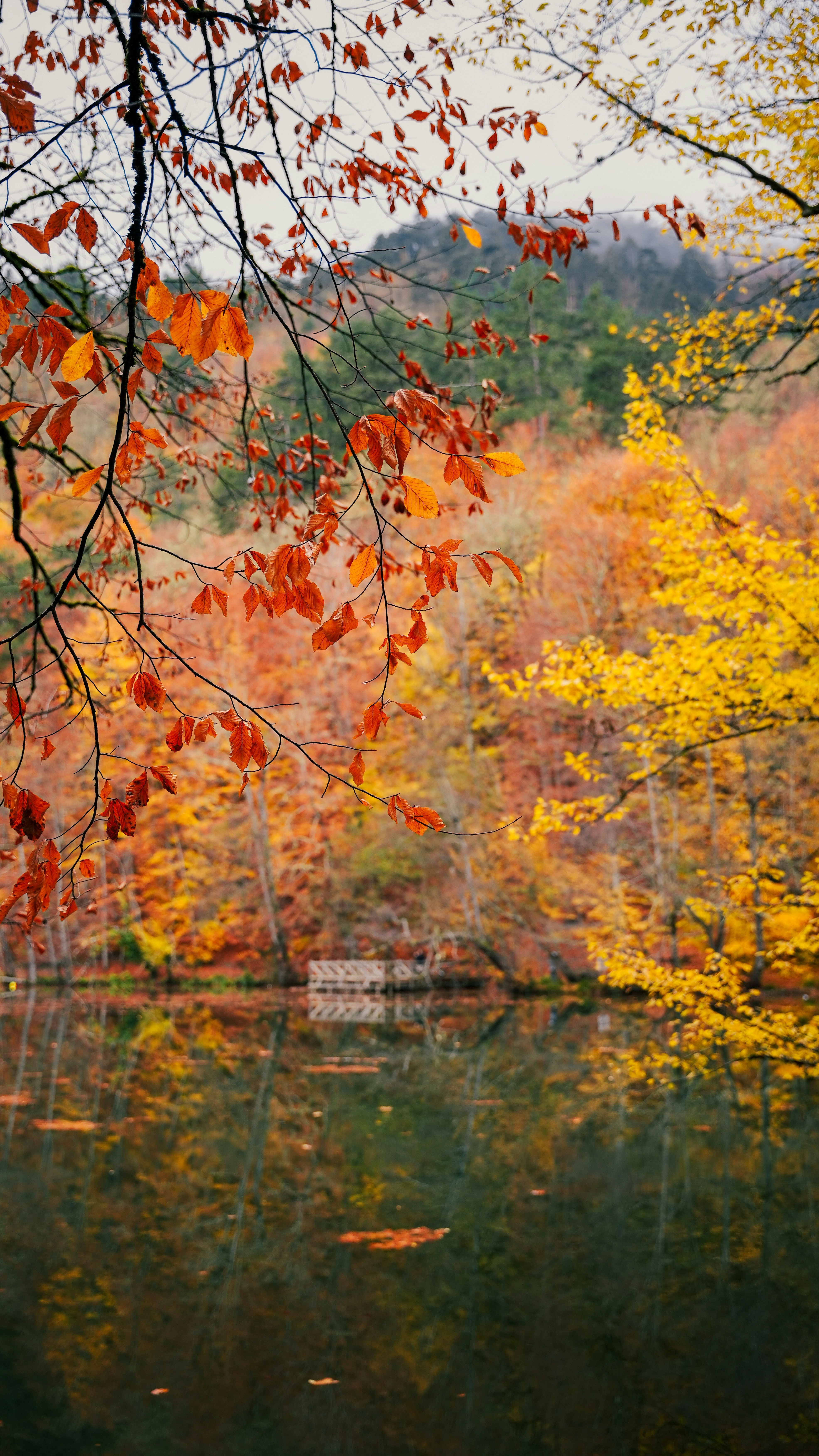 Autumn Lake Forest Landscape