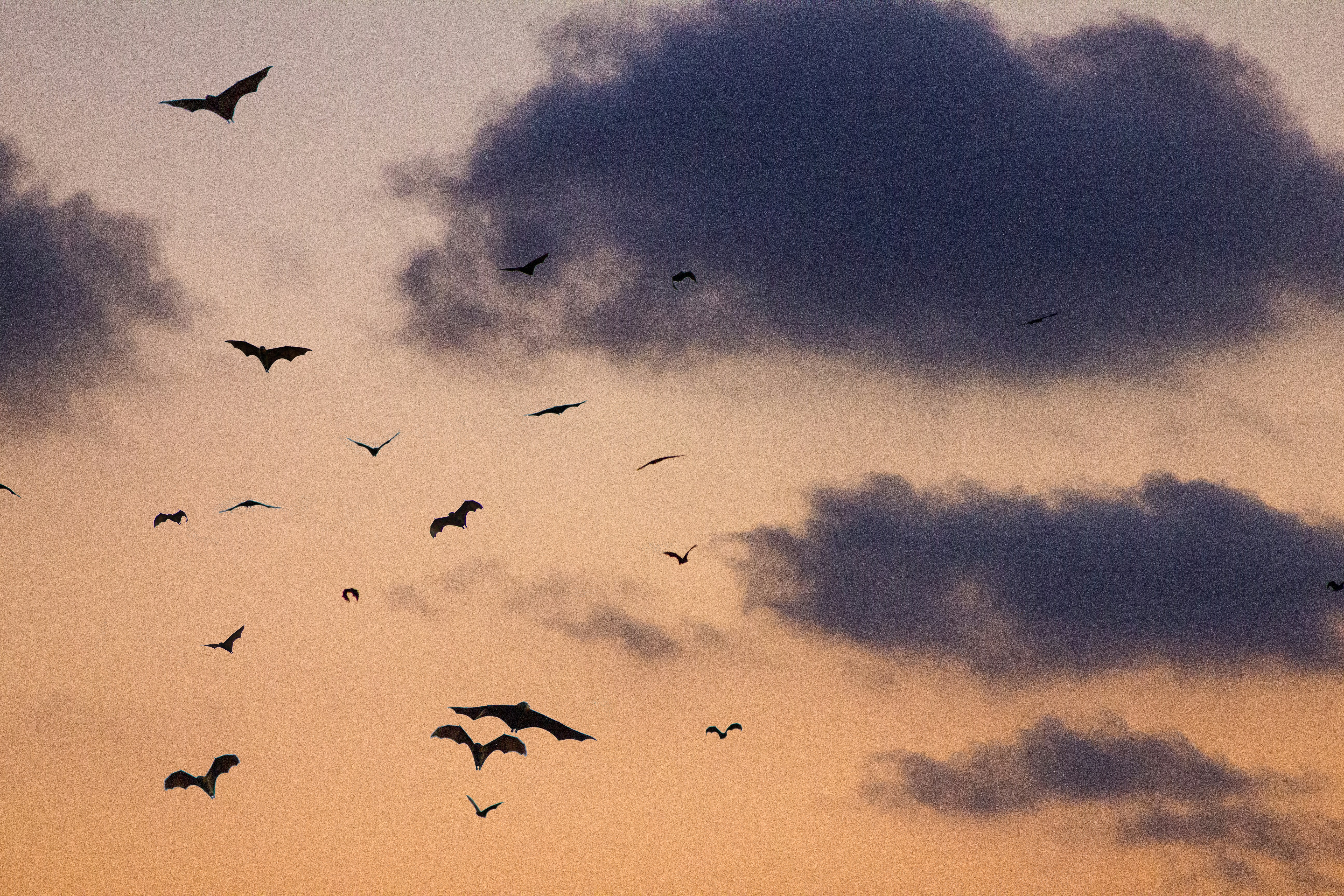 Bats Flying in Dusk Sky